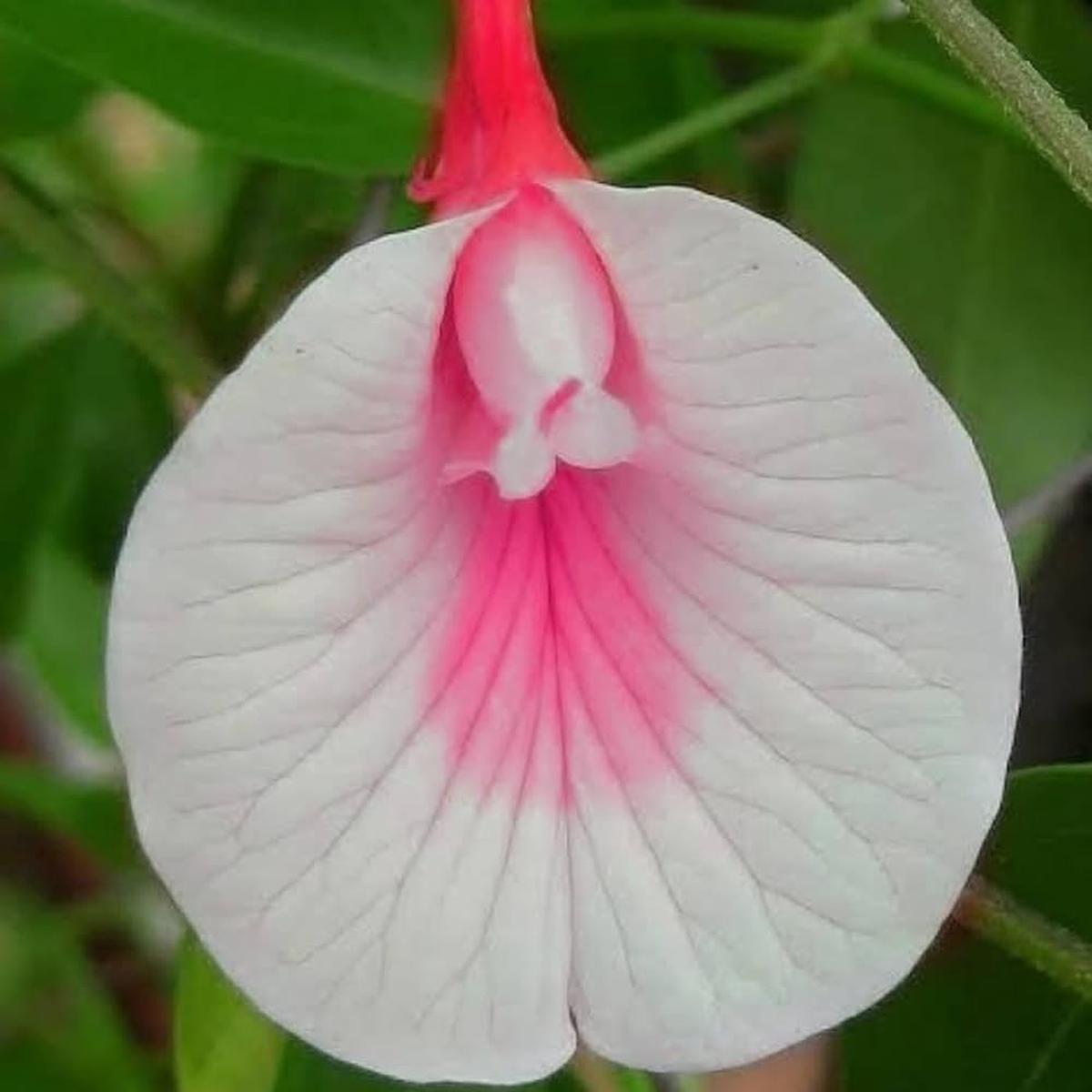 White Pink Cattleya Hybrida Flower seeds for Planting - Long Bloom Season, Heirloom & GMO Free Seeds for Home Garden