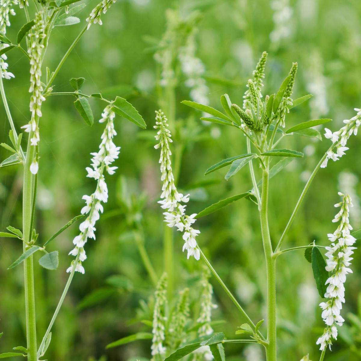 White Sweetclover (Melilotus alba) Flower Seeds for Planting Heirloom, Non-GMO, Pollinator-Friendly, Biennial