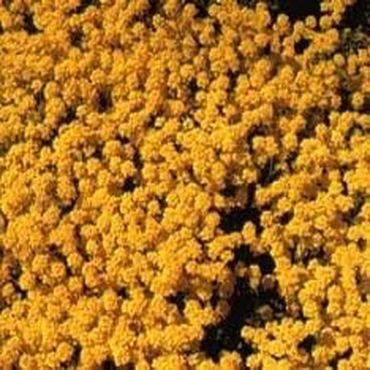 Yellow Aurinia Saxatilis Flower seeds for Planting - Drought Tolerant, Heirloom & GMO Free Seeds for Home Garden