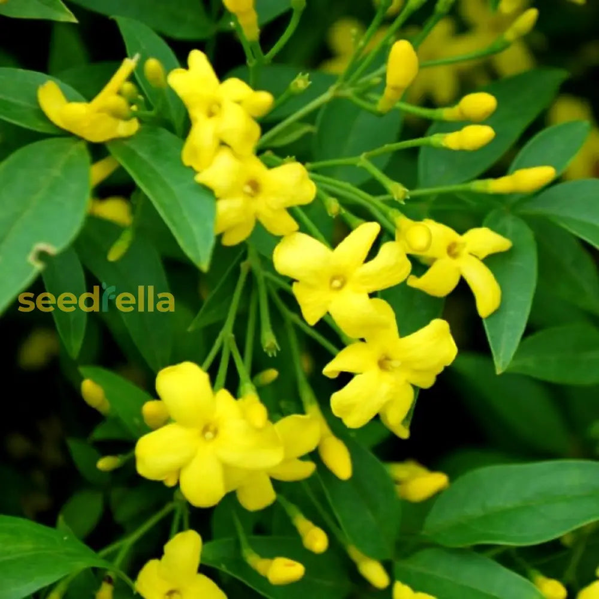 Yellow Jasminum Sambac Seeds for Planting Fragrant Garden Flowers