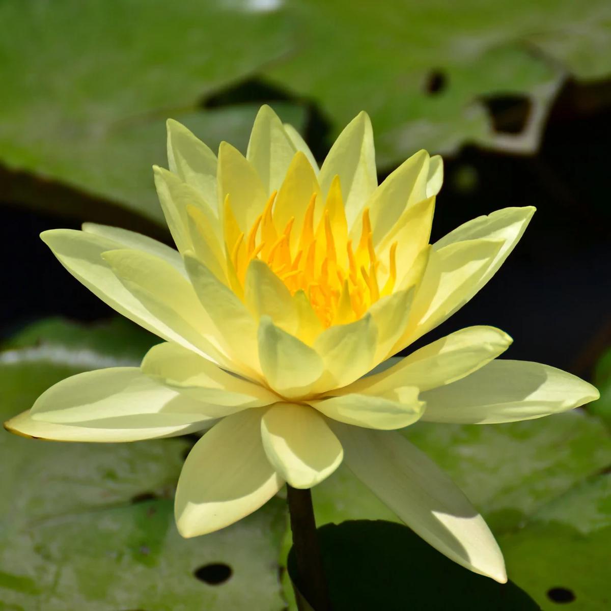 Yellow Lotus (Nelumbo nucifera) Seeds for Planting Heirloom, Non-GMO, Aquatic, Perennial