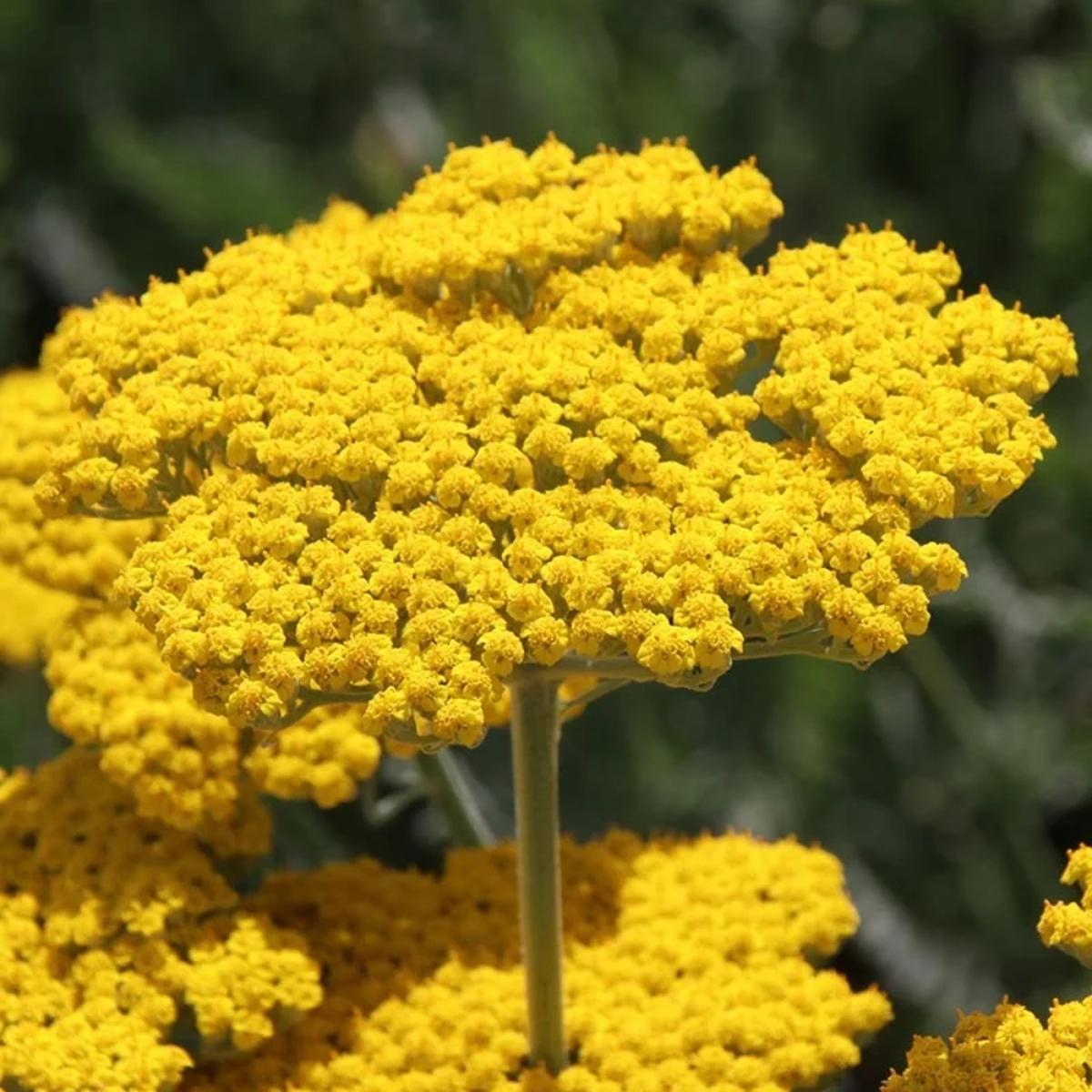 Achillea 'Great Lakes Yellow' Seeds for Planting Heirloom, Non-GMO, Bright Yellow, Perennial