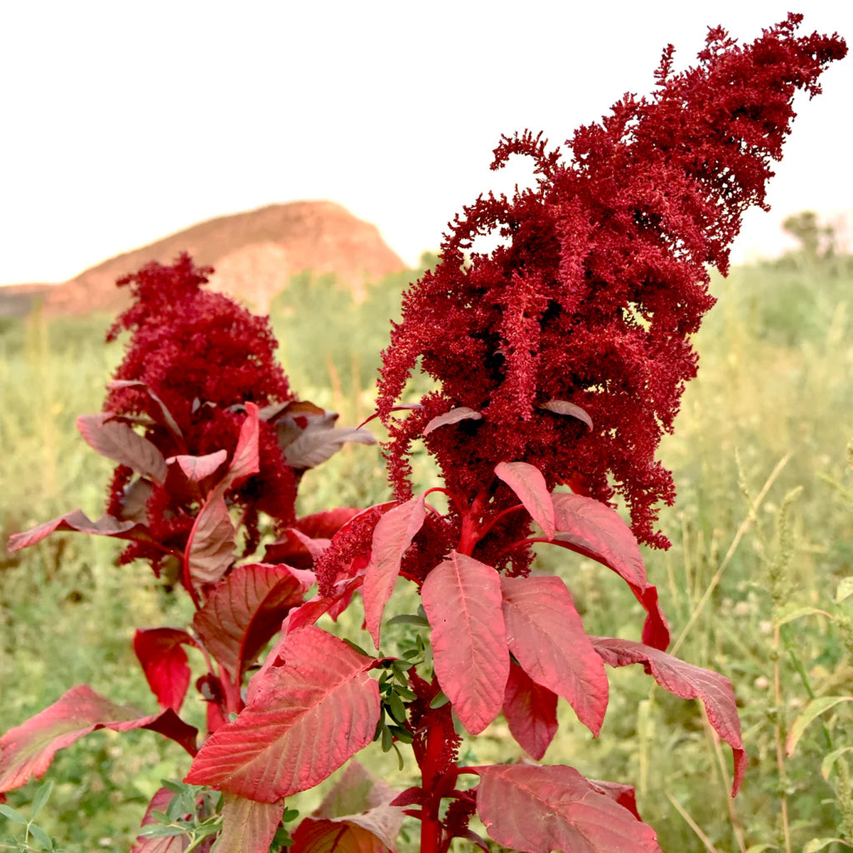 Amaranthus Cruentus Flower Seeds for Planting Heirloom, Non-GMO, Easy to Grow, Annual