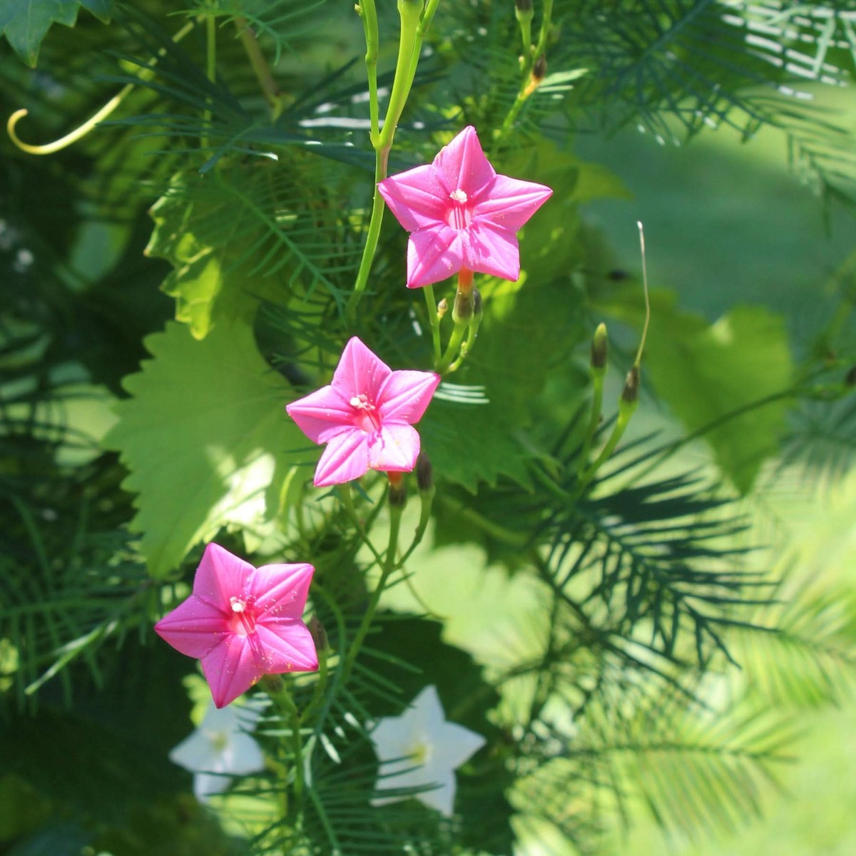 Annual Rose Cypress Vine Flower For Planting Flower Seeds for Home Garden Planting, Exotic Organic