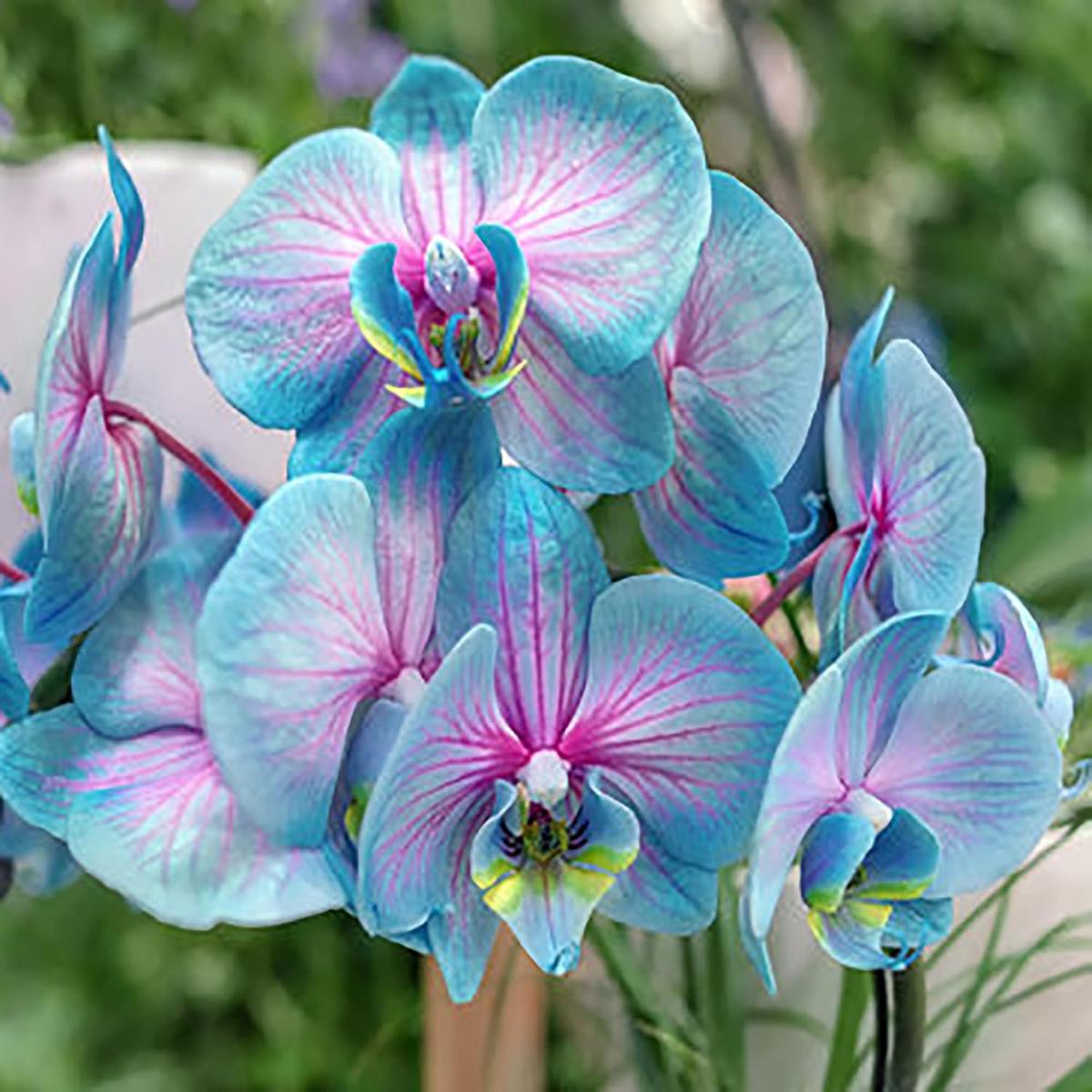 Blue Pink Butterfly Orchid Flower Seeds for Planting Heirloom Non-GMO Organic Garden Seeds, High Germination