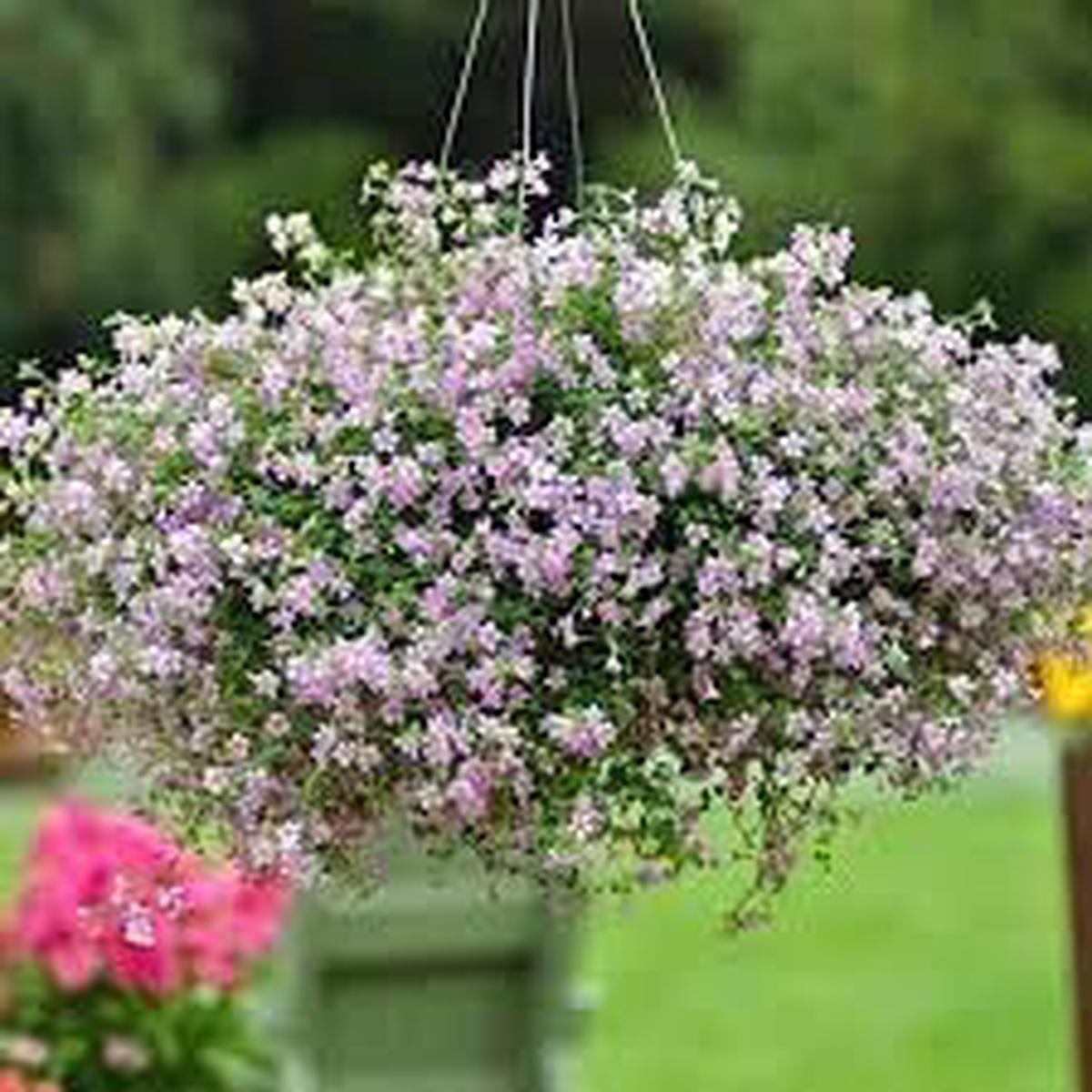 Blutopia Flower Seeds for Planting Heirloom, Non-GMO, High Germination Organic Garden Seeds