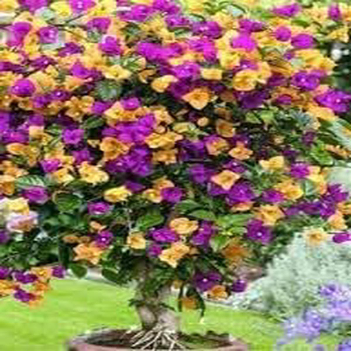 Buganvillas Flower seeds for Planting - Fragrant Blossoms, Heirloom & GMO Free Seeds for Home Garden