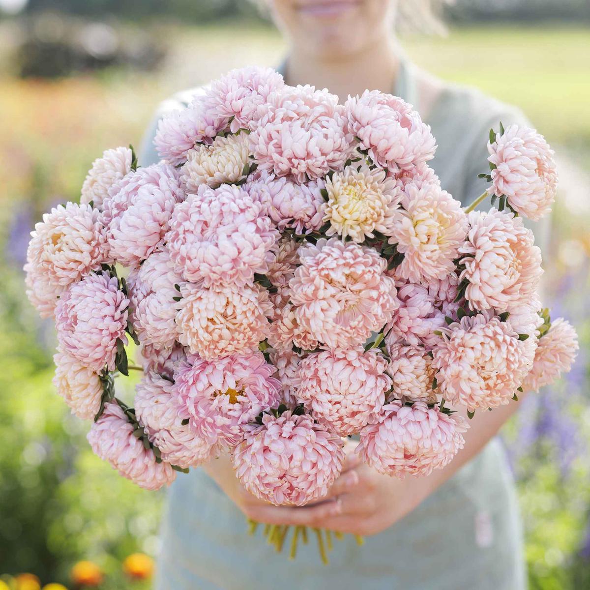 Bulk Aster Seeds (Peony Duchess) - Apricot