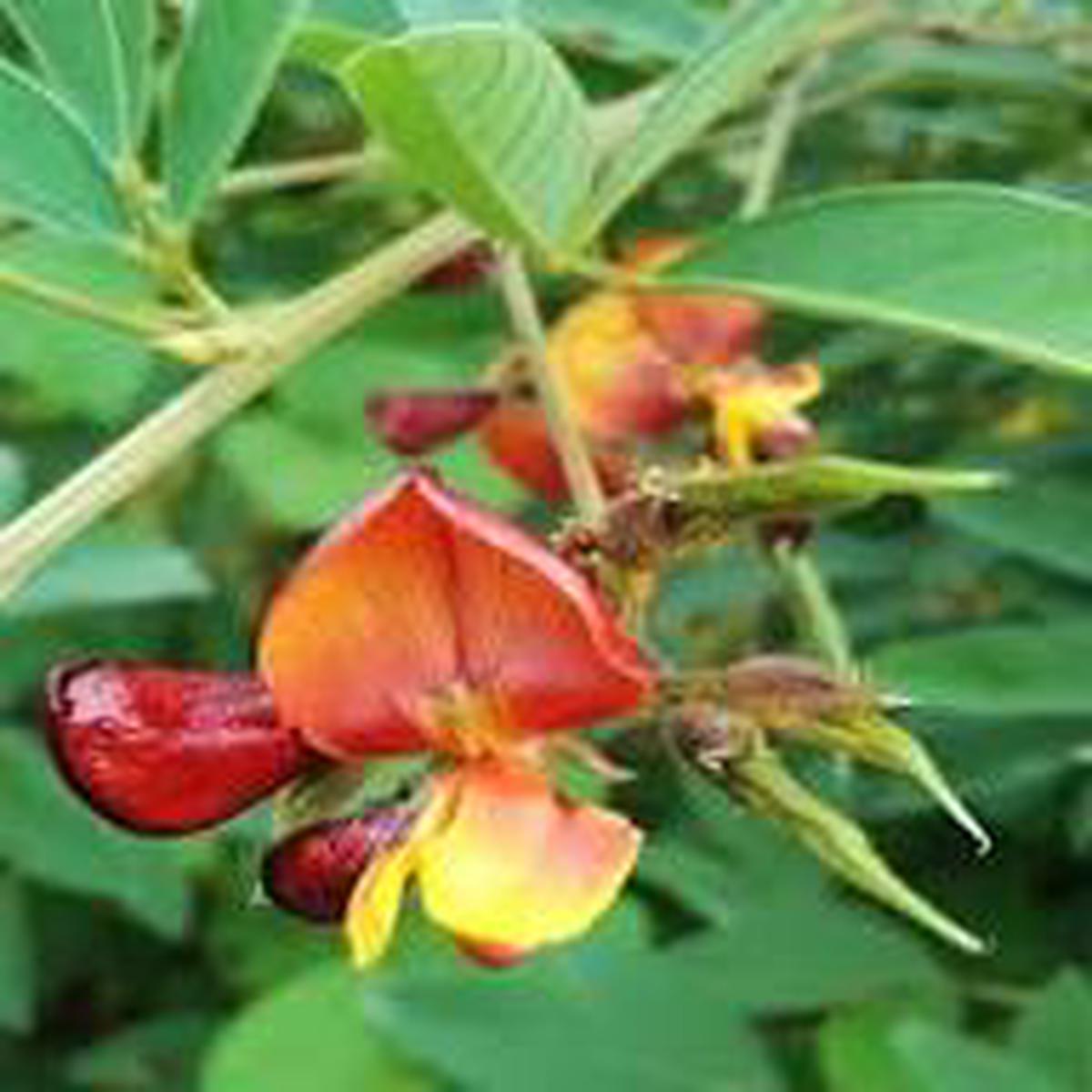 Cajanus Flower Seeds for Planting Heirloom, Non-GMO, High Germination Organic Garden Seeds