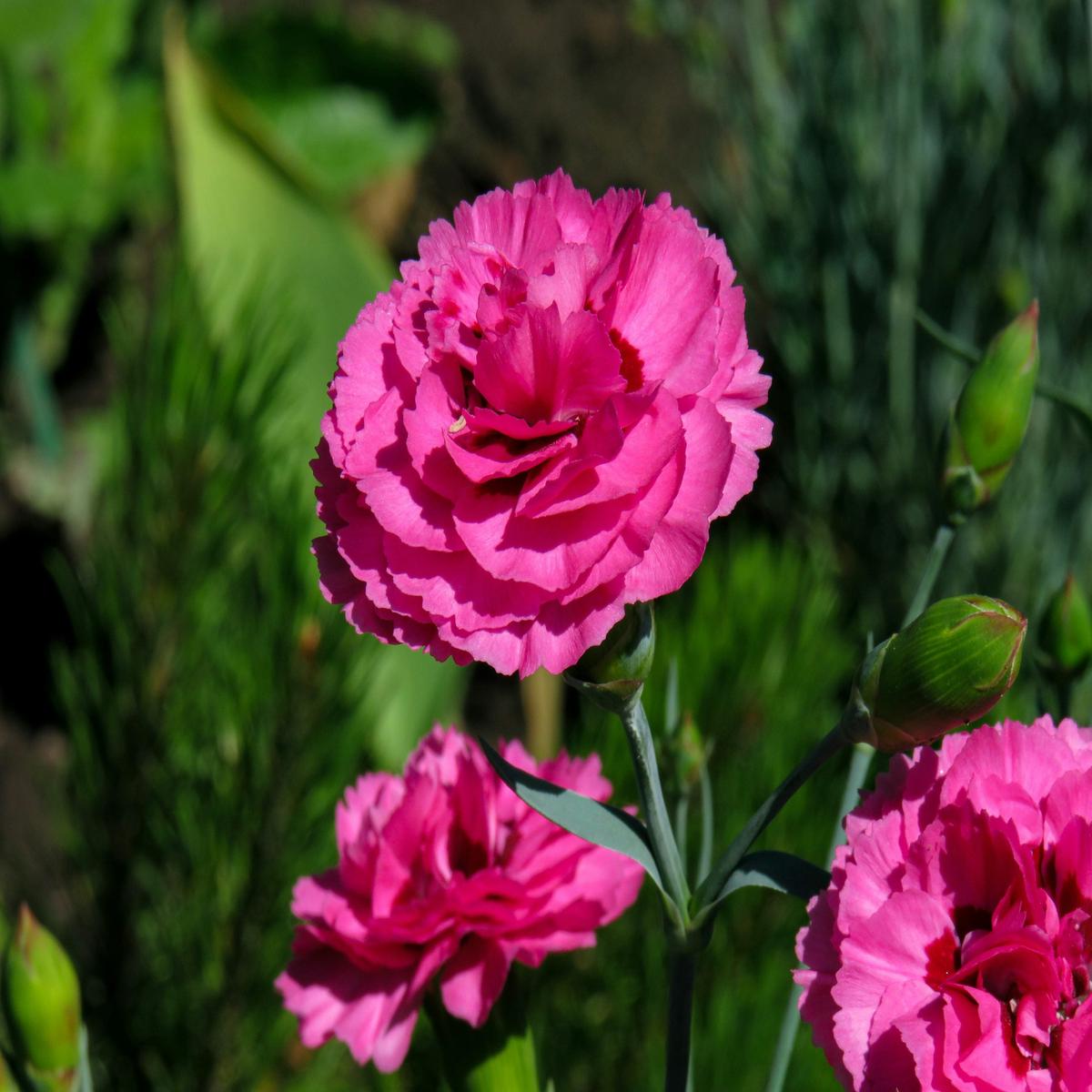 Carnation Flower Seeds for Planting 100 pcs, Heirloom, Non-GMO, High Germination Garden Blooms