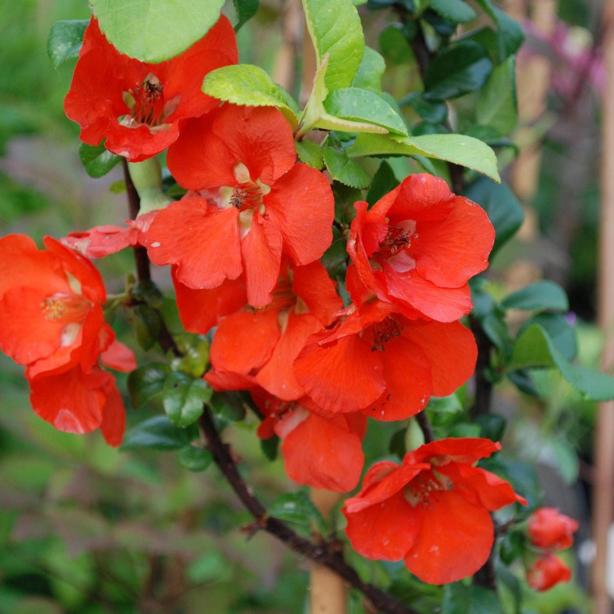 Chaenomeles Japonica (Japanese Quince) Flower Seeds for Planting Heirloom, Non-GMO, Hardy Shrub