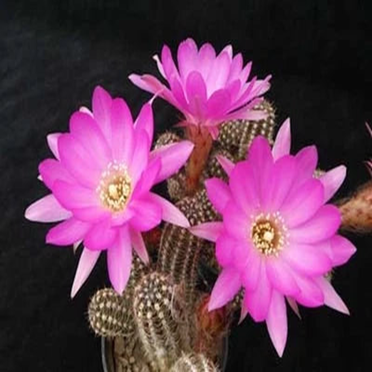 Chamaelobivia (Peanut Cactus) Shooting Star Cactus Seeds for Planting Heirloom, Non-GMO, Fragrant, Climbing Annual