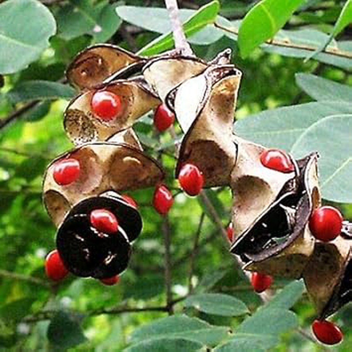 Coral Bean Plant Seeds for Planting Heirloom, Non-GMO, High Germination Ornamental Flowering Shrub Seeds for Tropical Gardens