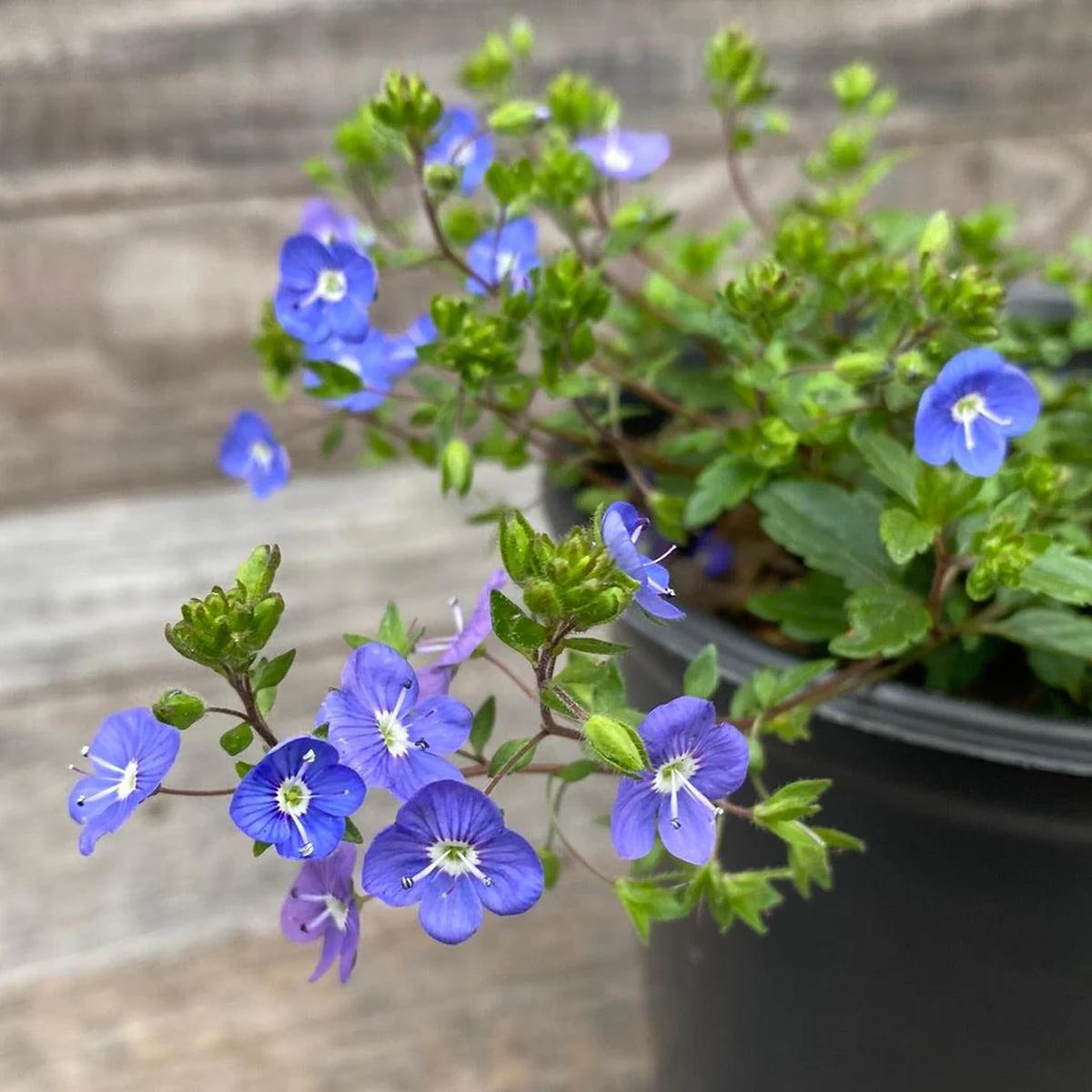 Creeping Speedwell Flower Seeds for Planting Heirloom, Non-GMO, Easy to Grow, Groundcover