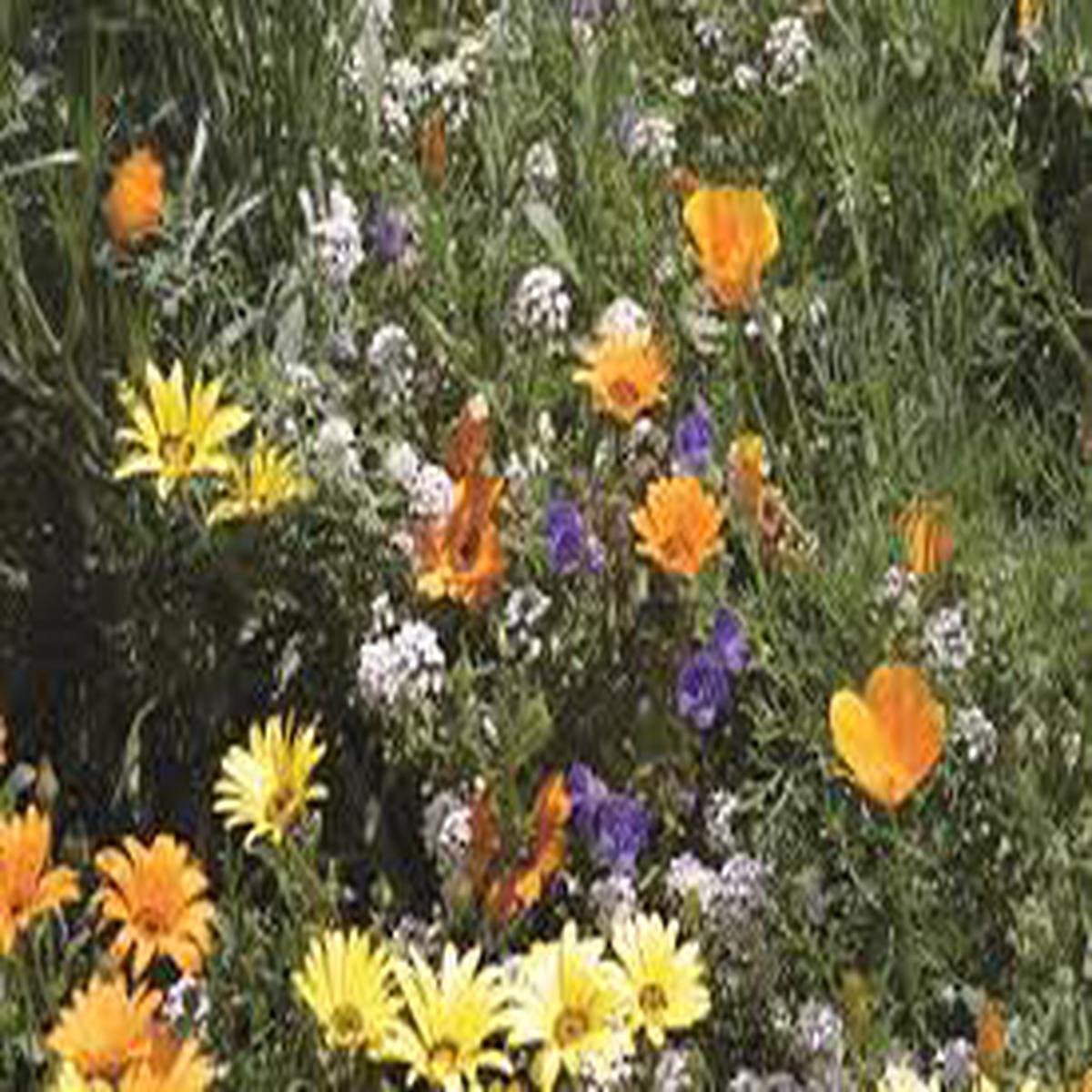Deer Resistant Wildflower Seed Mix for Planting Heirloom, Non-GMO, Easy to Grow, Pollinator-Friendly