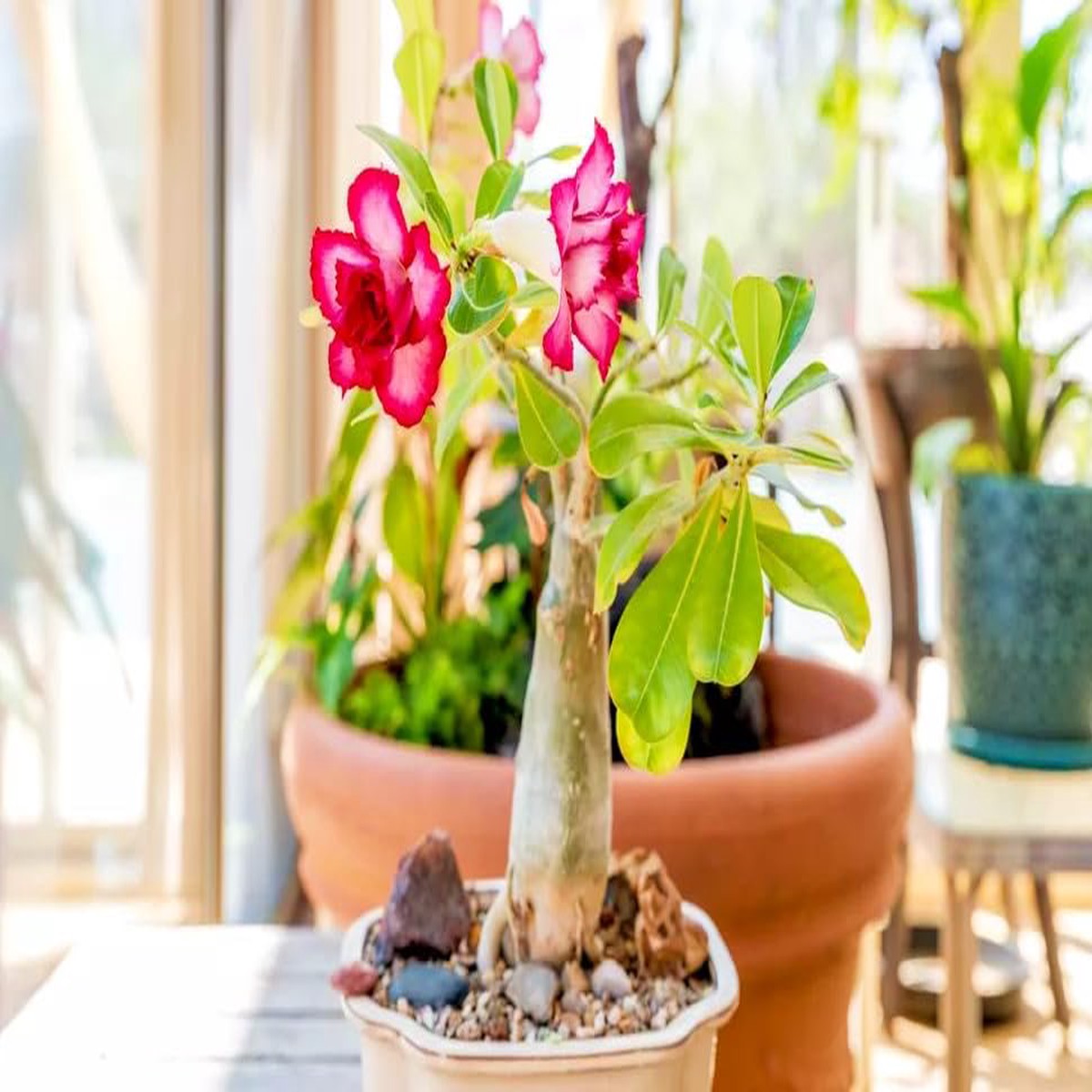 Desert Rose Flower Mixed Petals Growing Stunning Desert Rose Flowers Flower Seeds Home