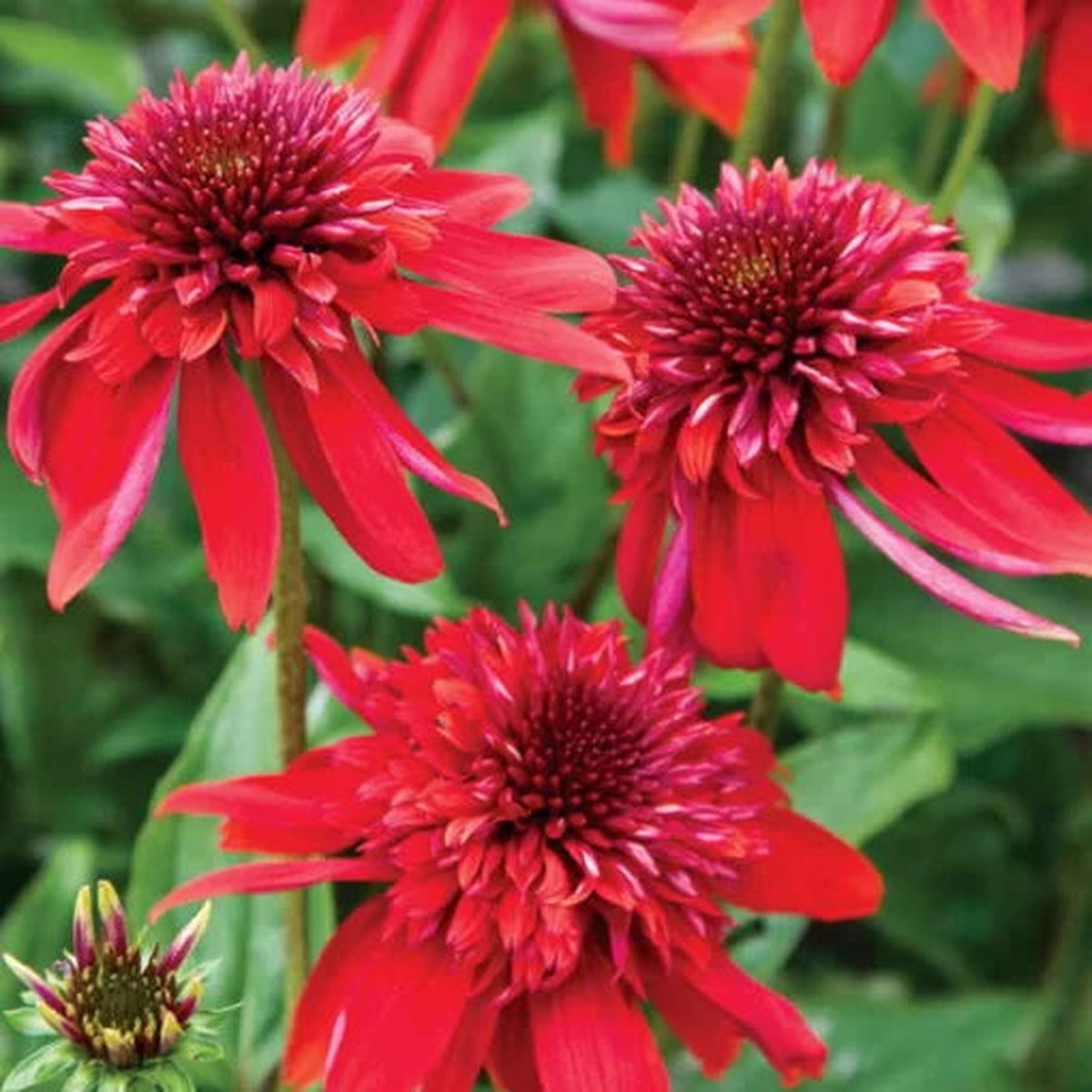 Eccentric Coneflower Seeds | Unique Petaled Echinacea Variety Heirloom, Non-GMO, High Germination Organic Garden Seeds