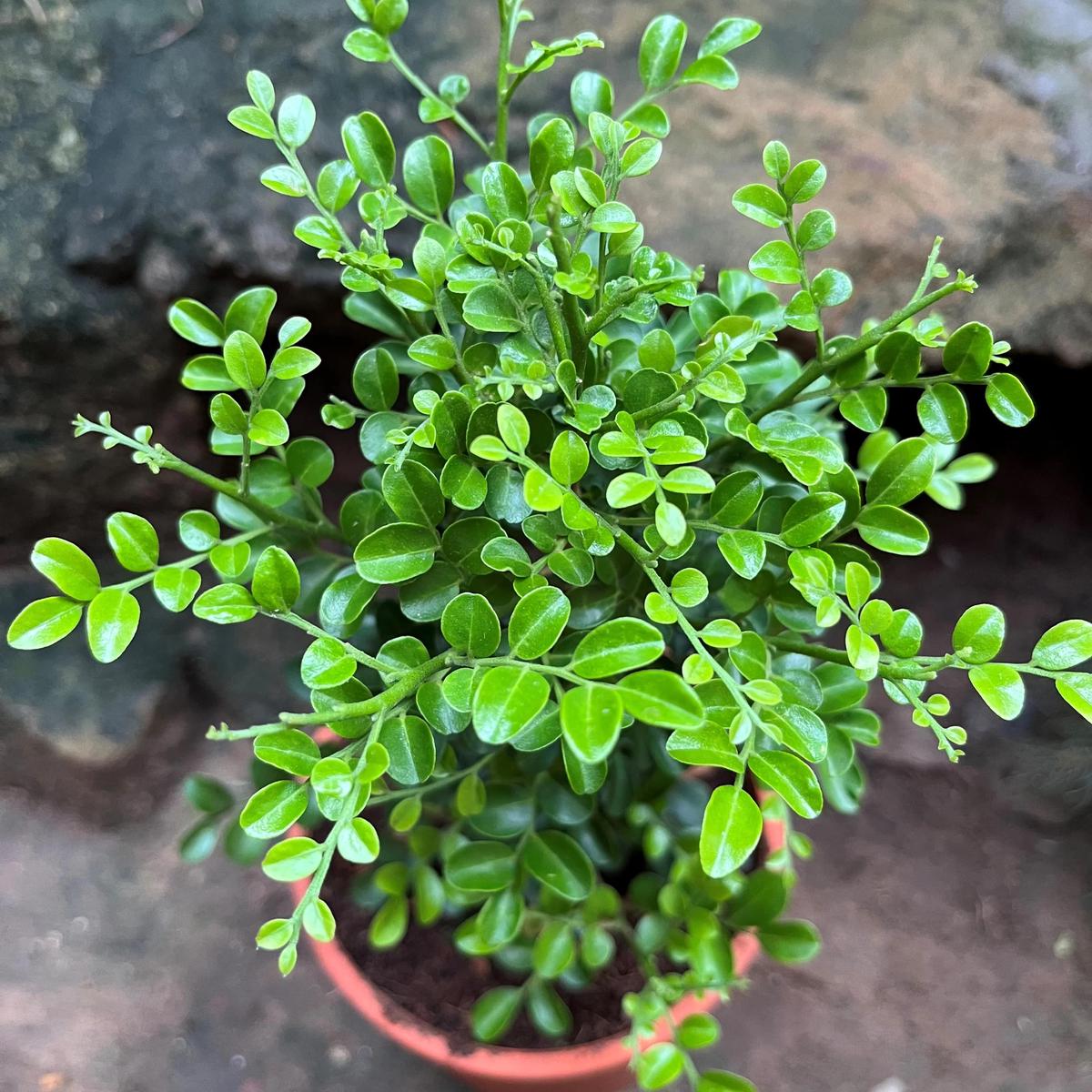Green Murraya Seeds for Planting Heirloom, Non-GMO, High Germination Organic Garden Seeds