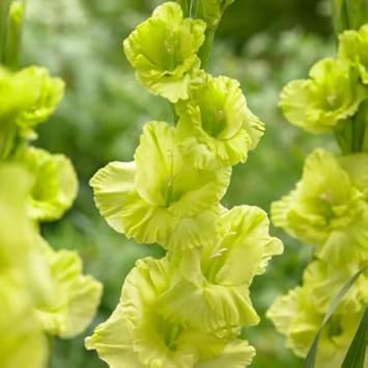 Green Non Gmo Gladiolus Dark Flower For Garden Planting Rare Bloom Variety Flower Seeds for Home