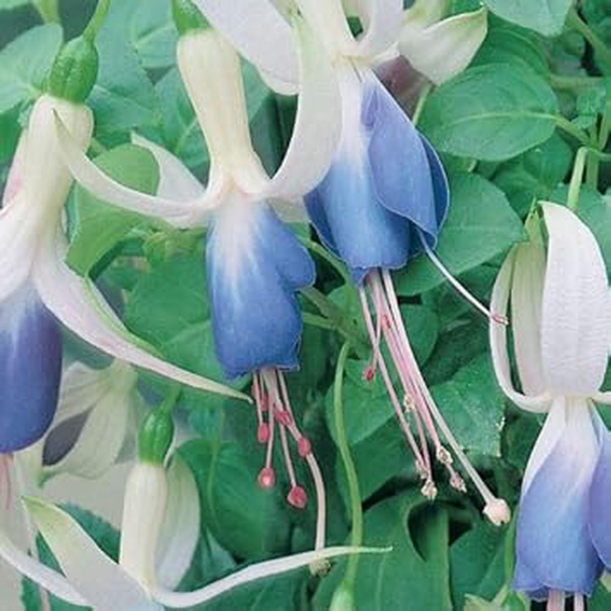 Green Sky Blue Fuchsia Seeds for Planting Heirloom, Organic, Non-GMO, High Germination Garden Flower Seeds