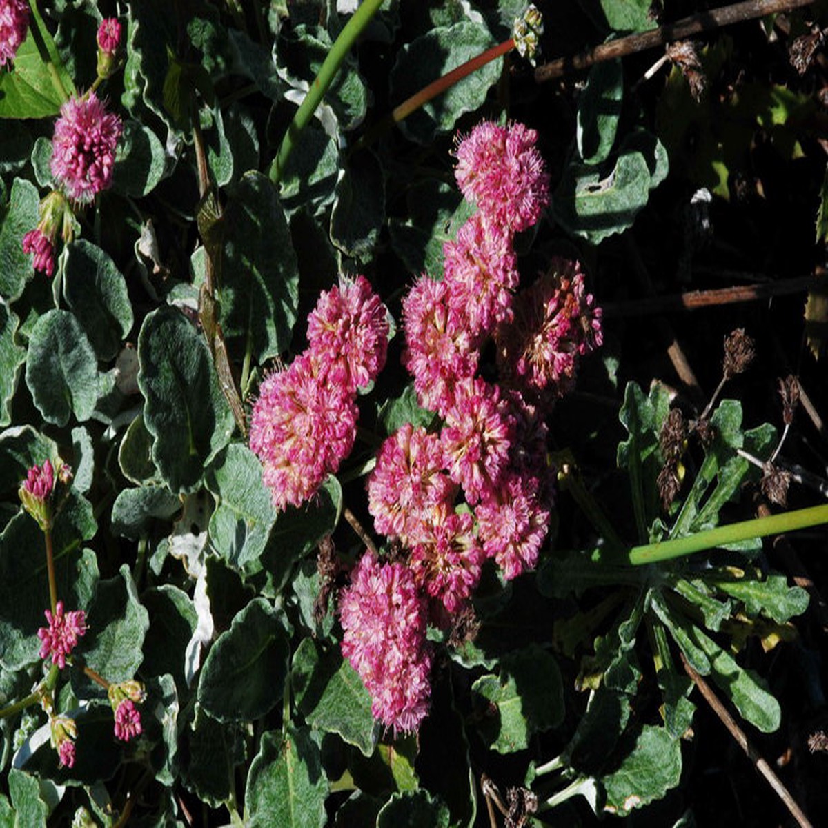 Heirloom Eriogonum Grande Flower Seeds for Planting Non-GMO, Organic Garden Seeds with High Germination