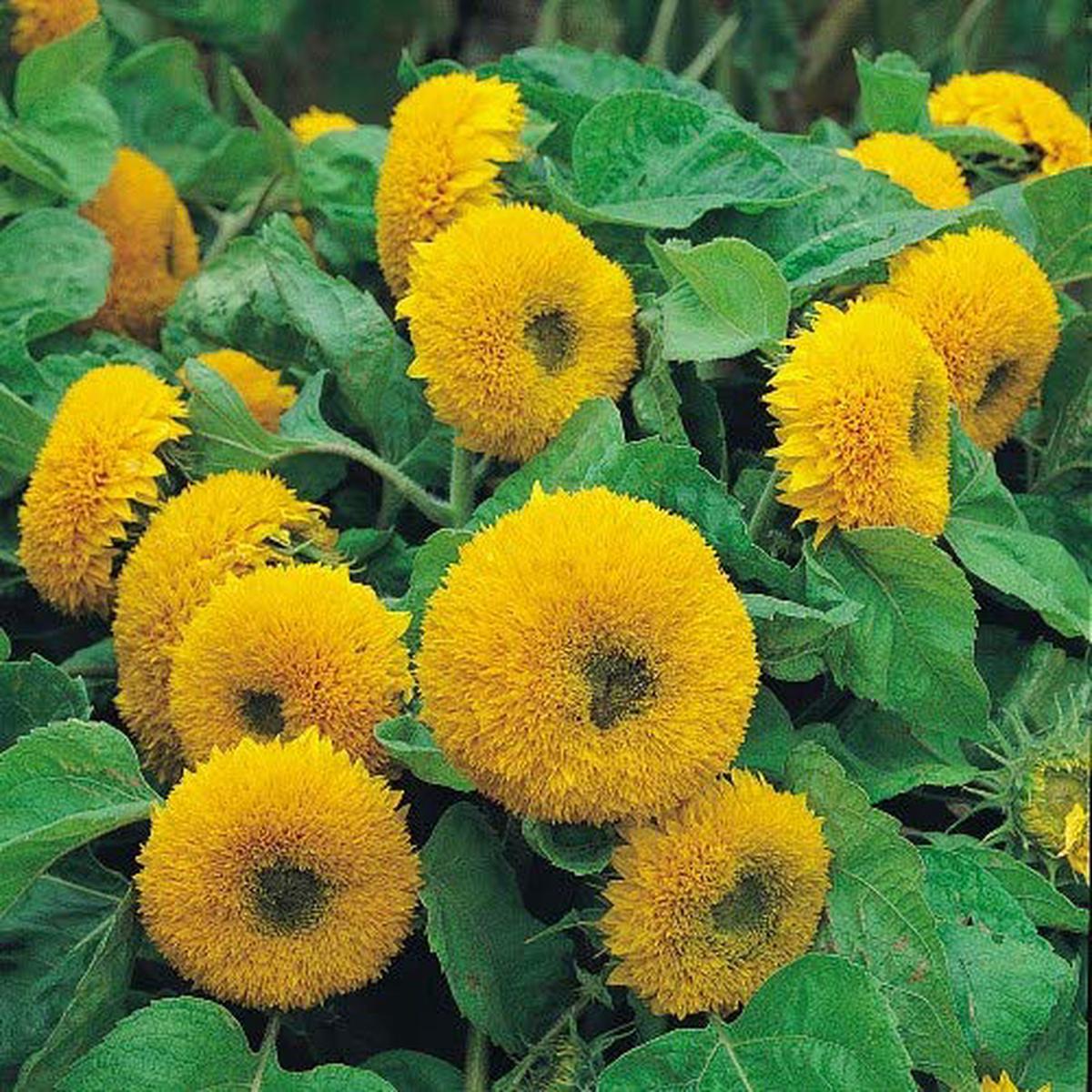 Heirloom Non-GMO Teddy Sunflower Flower Seeds for Planting Fluffy Dwarf Garden Blooms, High Germination