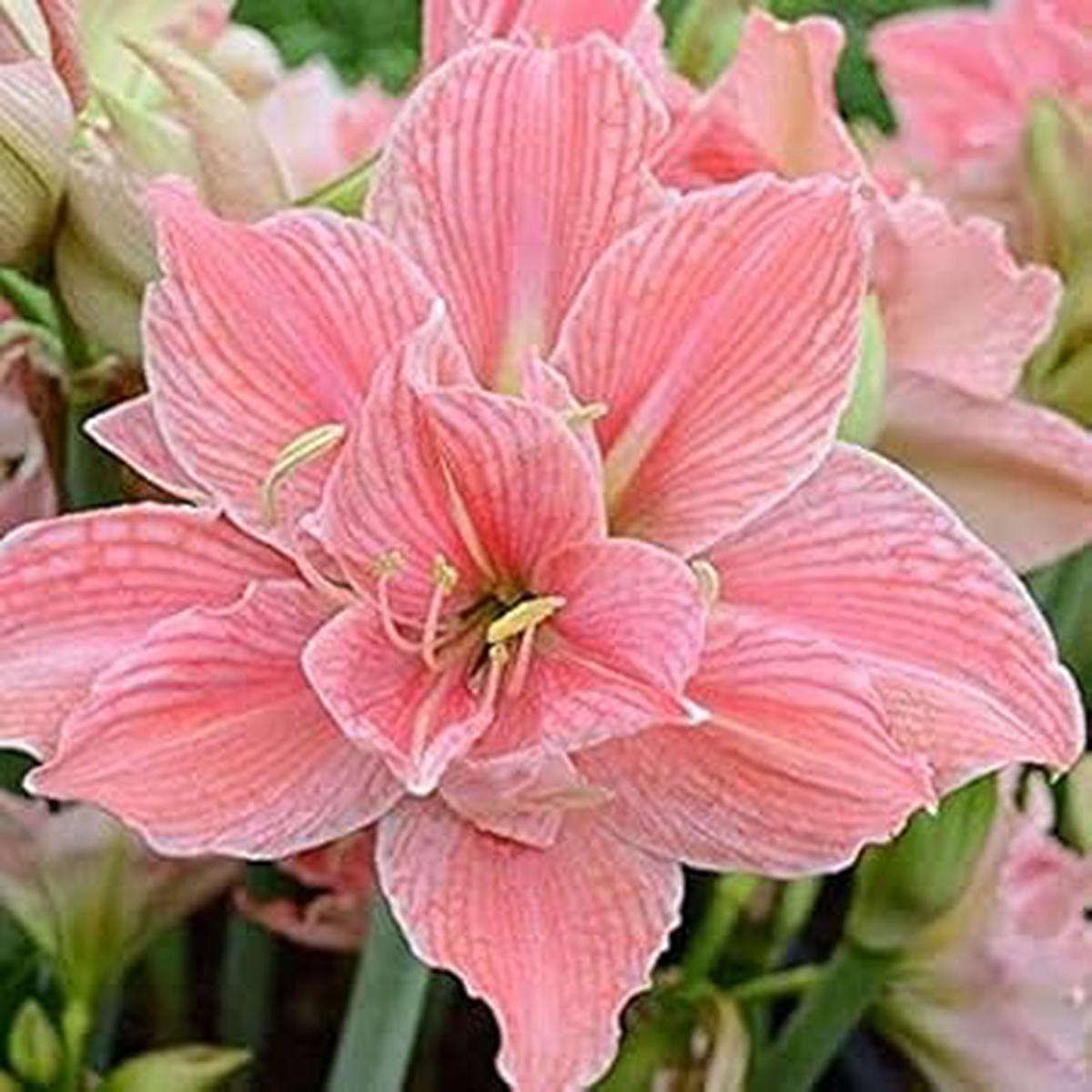 Heirloom Soft Pink Amaryllis Flower Seeds for Planting Non-GMO Organic Garden Seeds with High Germination for Large, Lush Blooms