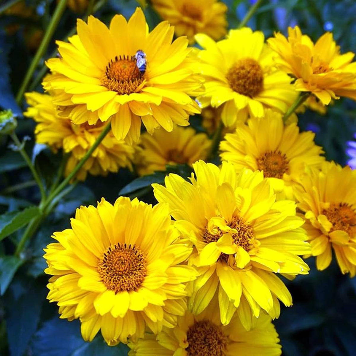 Heliopsis Sunflower Seeds Heirloom, Non-GMO, High Germination Organic Garden Flower Seeds for Planting