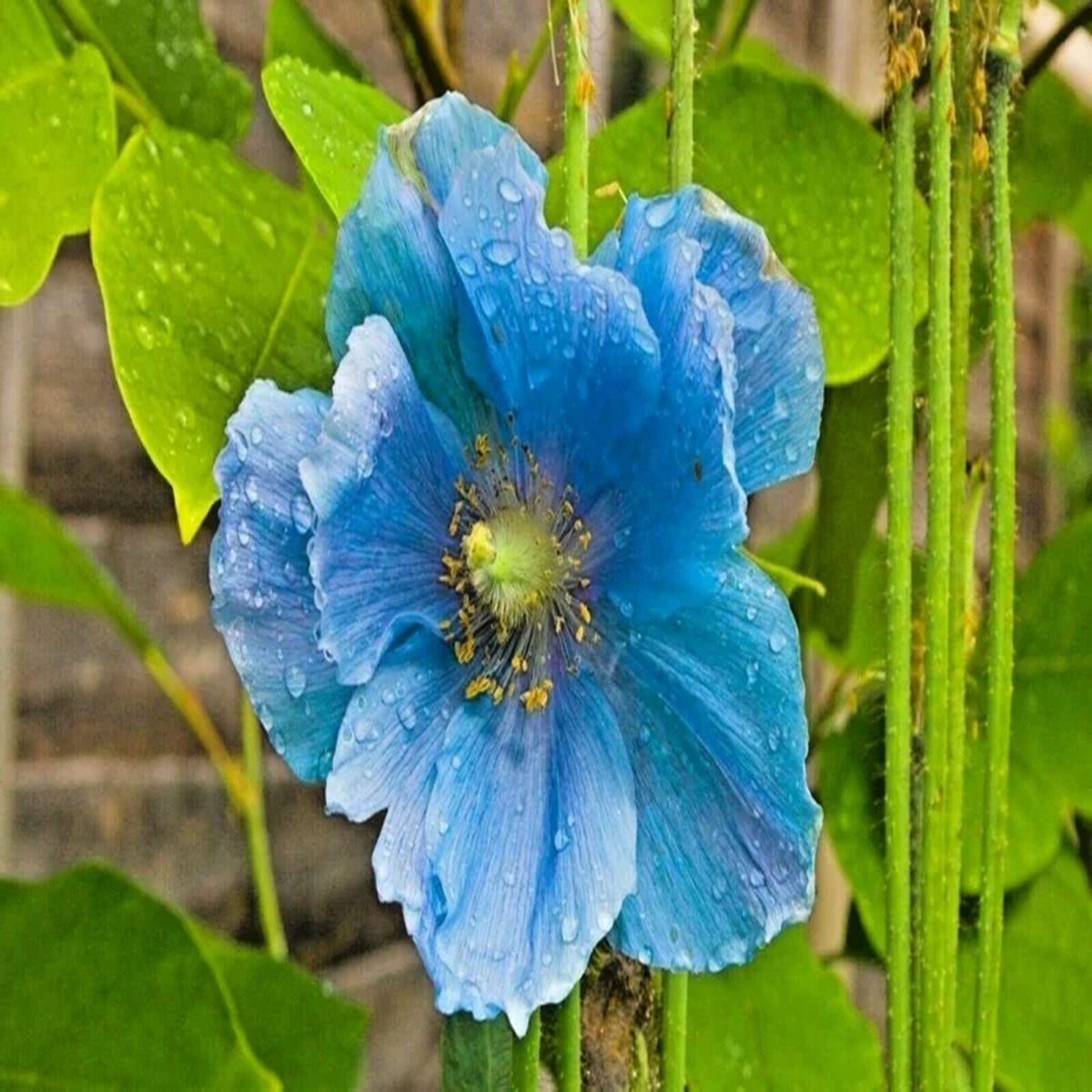Himalayan Blue Poppy Seeds - Meconopsis Perennial Flower - Blue Blooms - 500 Seeds