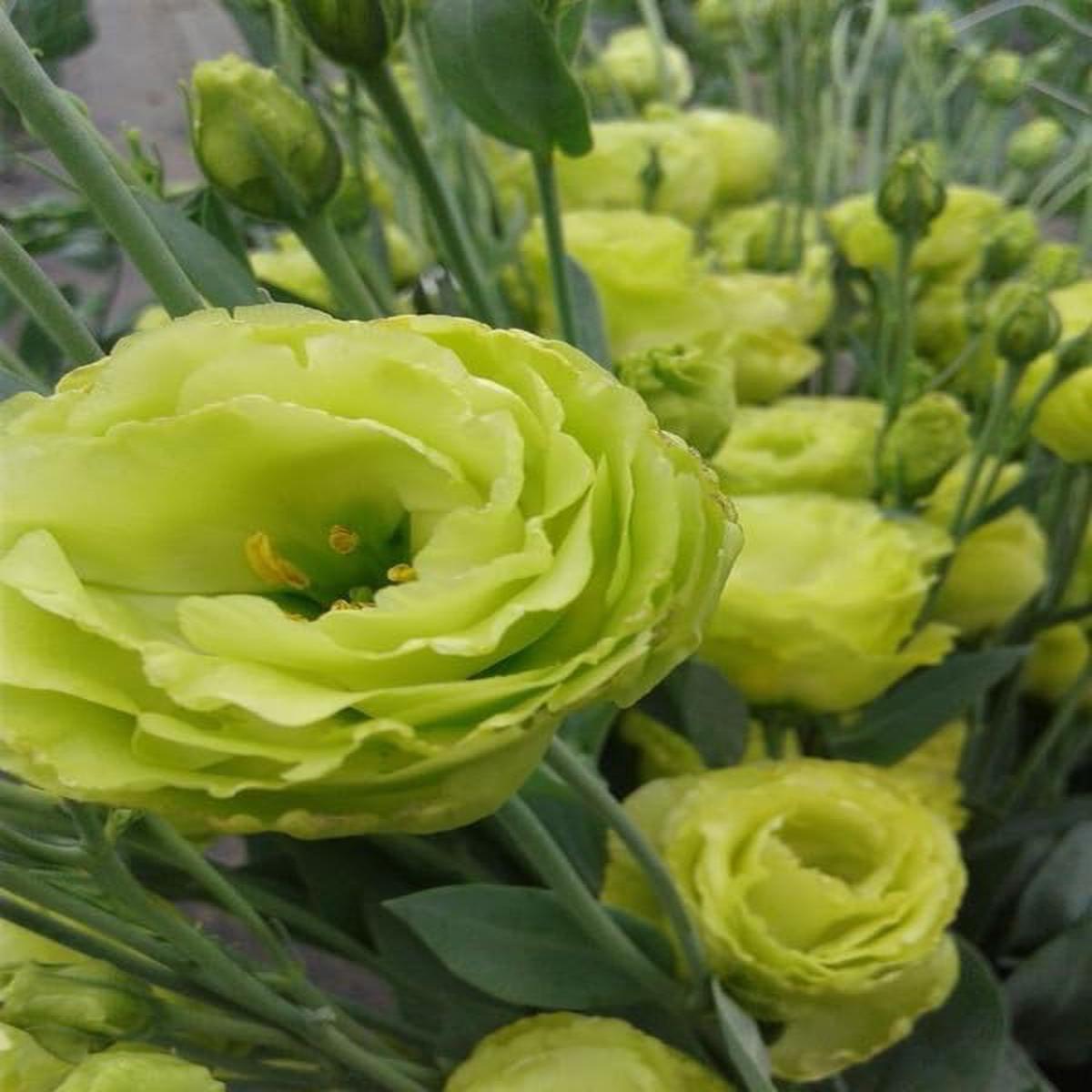 Light Green Lisianthus Flower seeds for Planting - Low Maintenance, Heirloom & GMO Free Seeds for Home Garden