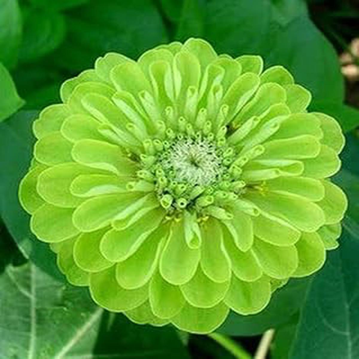 Light Green Zinnia Flower seeds for Planting - Premium Quality, Heirloom & GMO Free Seeds for Home Garden