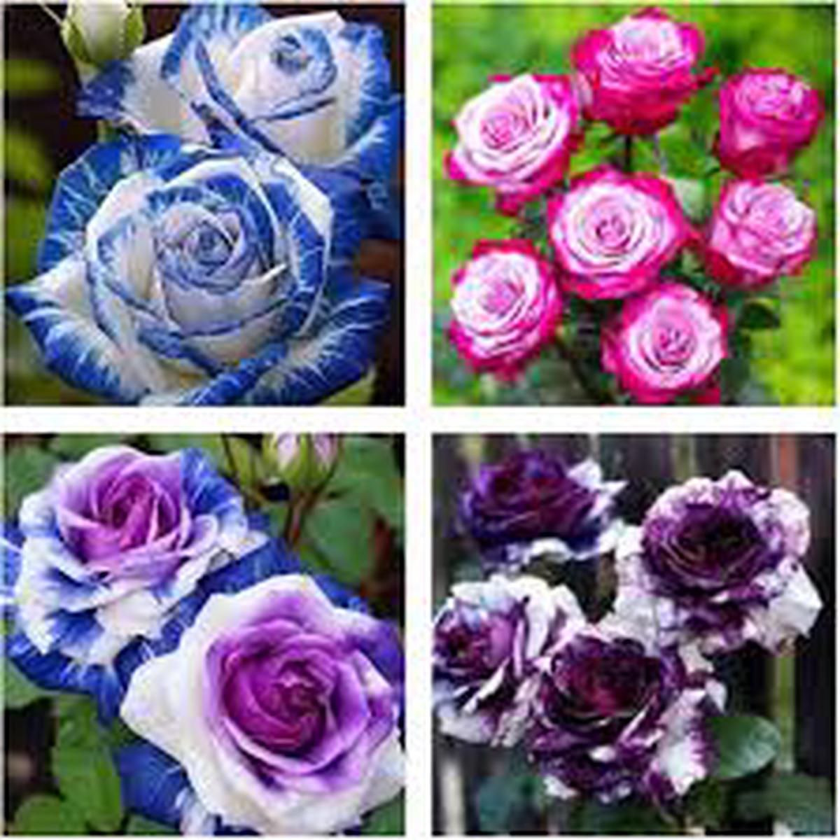 Multi Rose Flower Seeds for Planting | Heirloom Non-GMO High Germination Organic Garden Seeds