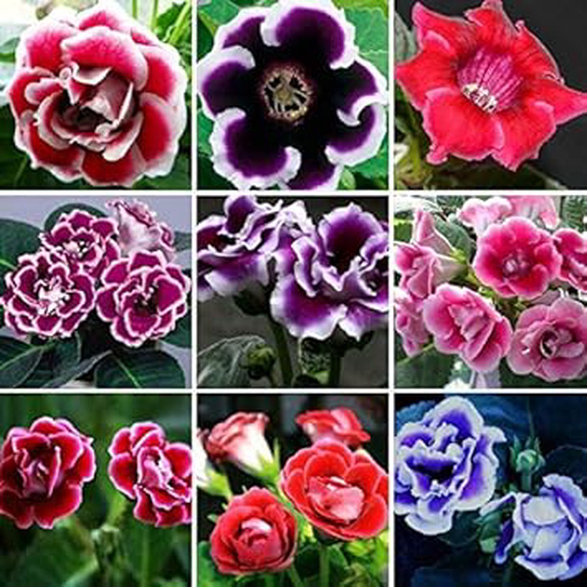 Multicolor Gloxinia Flower Seeds for Planting Heirloom, Non-GMO, Organic Garden Seeds with High Germination