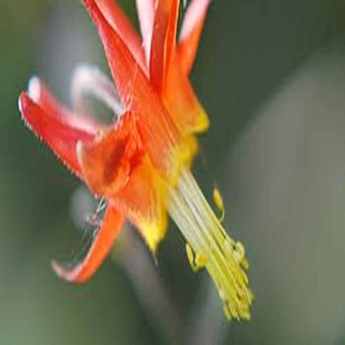 Orange White Aquilegia Flower Seeds Heirloom, Non-GMO, High Germination Organic Garden Seeds for Planting