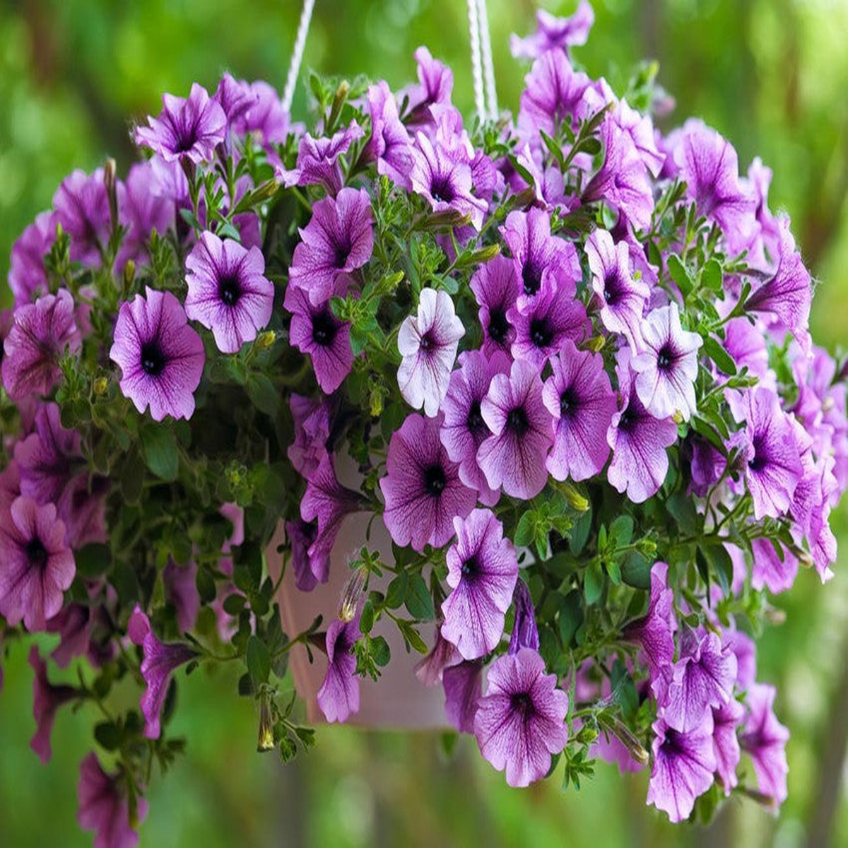 Petunia Petunia Hybrida Pure Color Flower Seeds for Planting