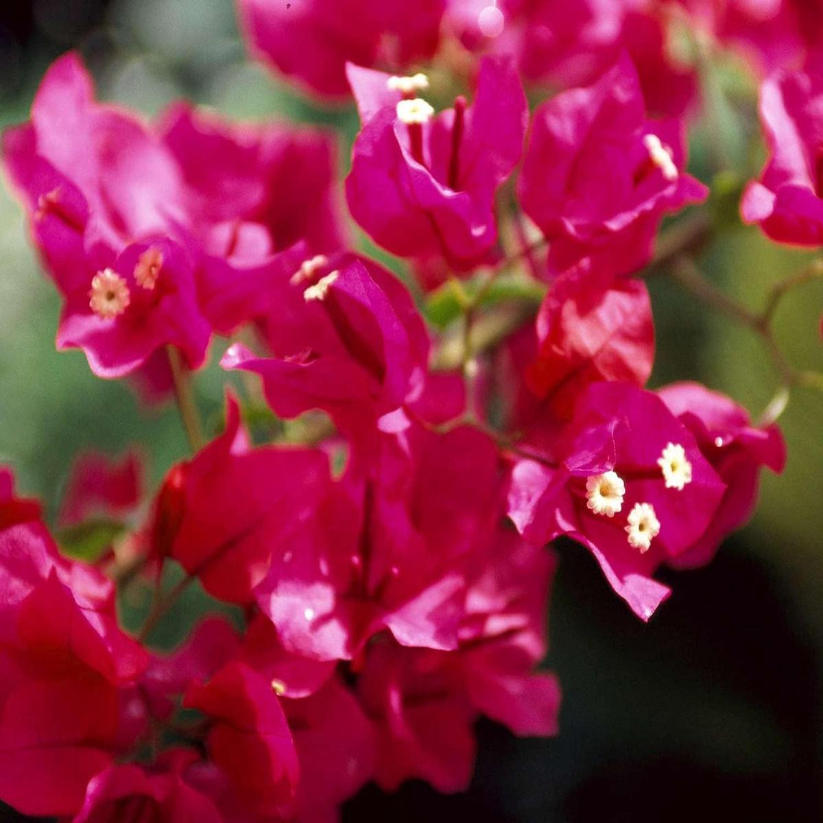 Pink Bougainvillea Flower seeds for Planting - Seasonal Bloomer, Heirloom & GMO Free Seeds for Home Garden