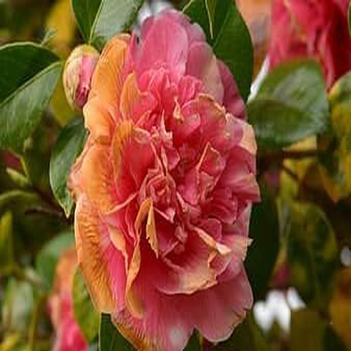 Pink Orange Camellia Flower seeds for Planting - Low Maintenance, Heirloom & GMO Free Seeds for Home Garden