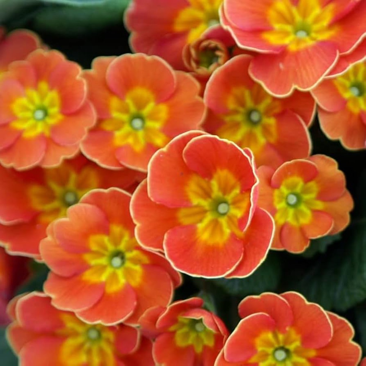 Primula Malacoides Flower Seeds for Planting Charming Spring Blooming Ornamental Garden Flowers