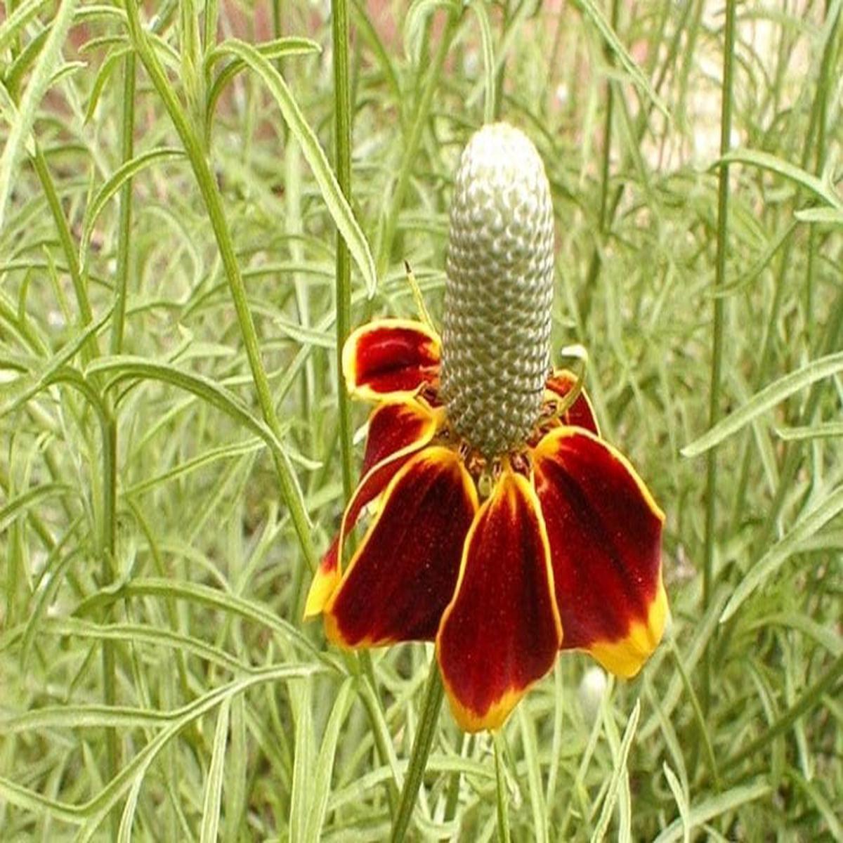 Ratibida Columnaris Flower Seeds for Planting Heirloom, Non-GMO, High Germination Organic Garden Seeds