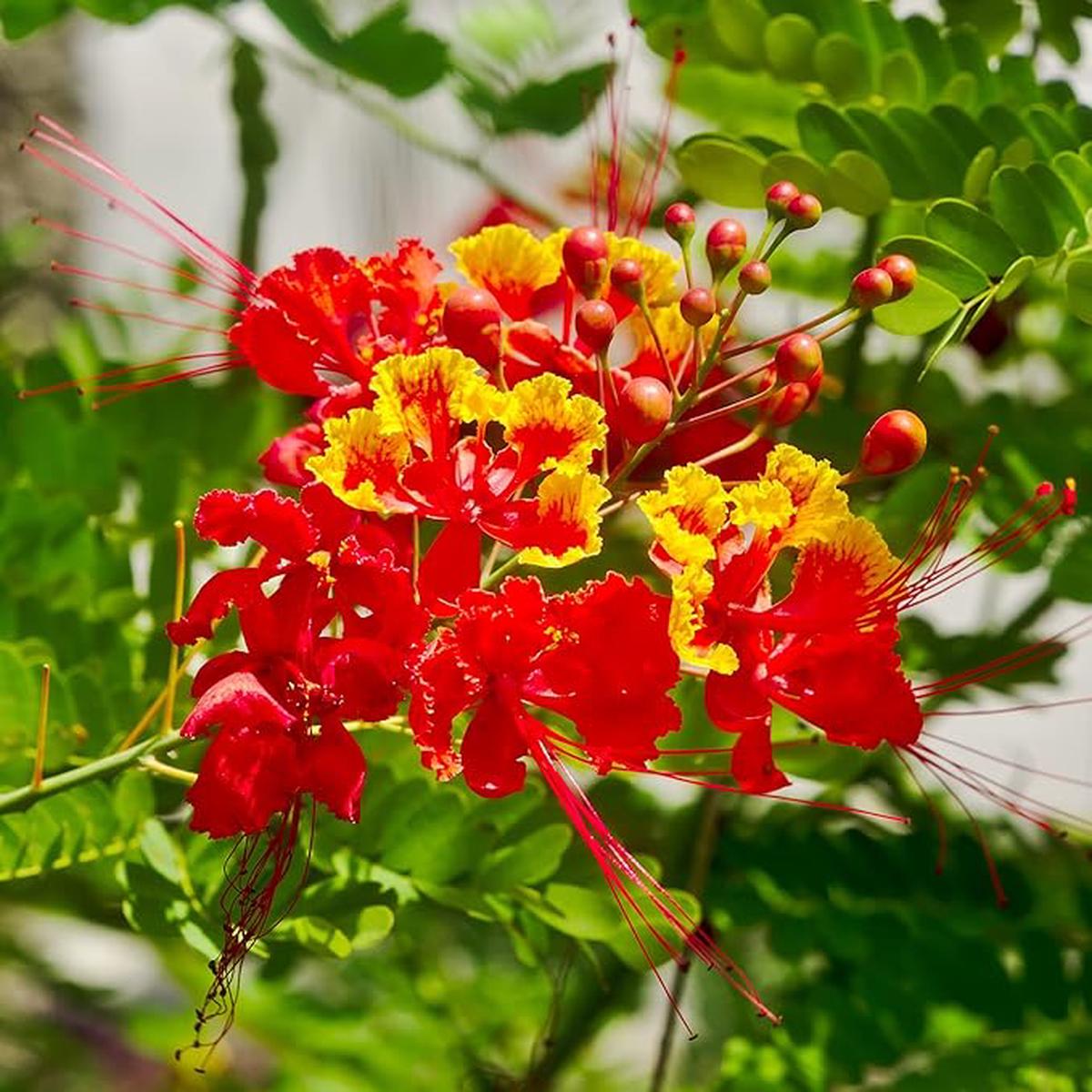 Red Bird of Paradise Seeds Heat-Tolerant, Fast-Growing Ornamental Plant