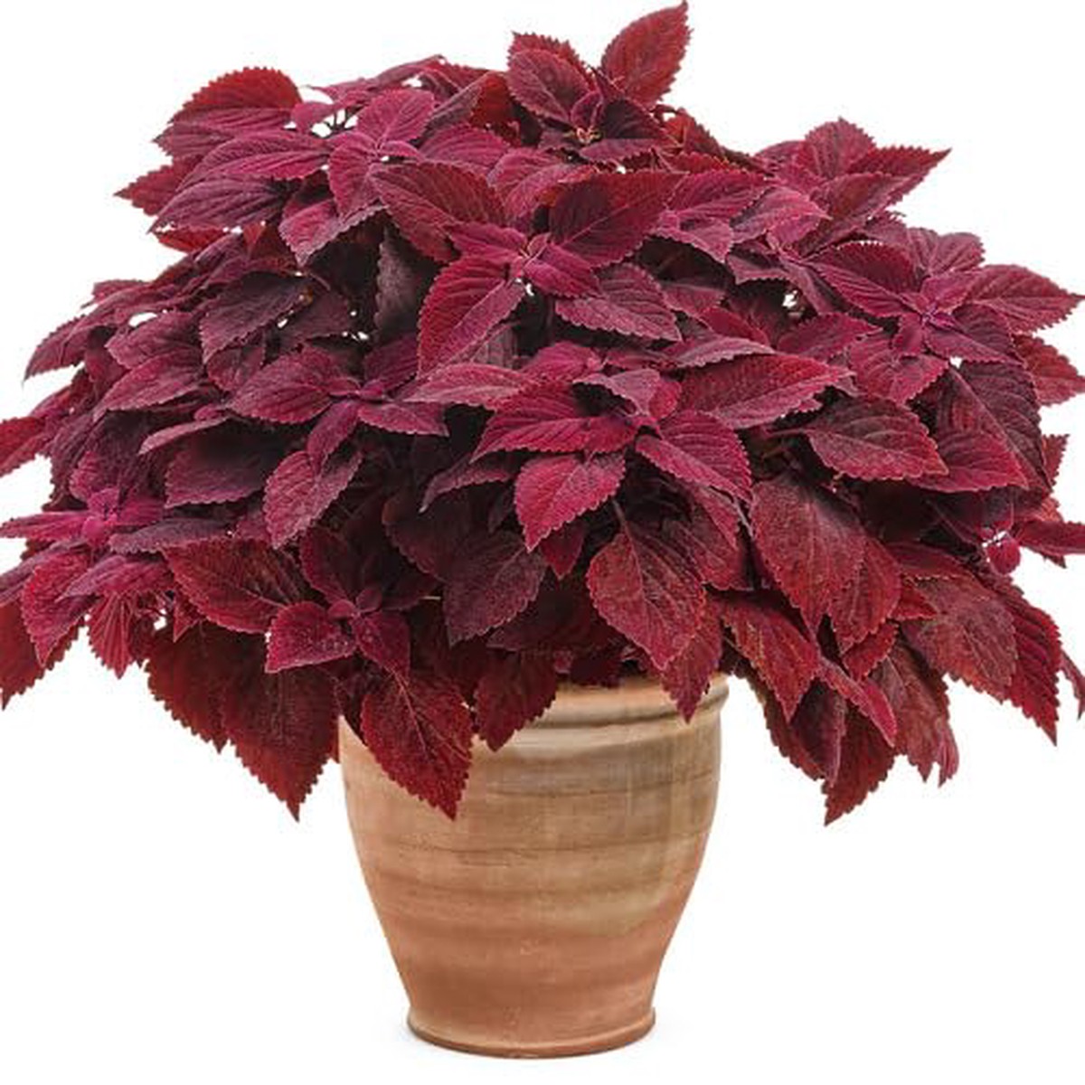 Red Coleus - Heirloom, Non - Gmo Seeds