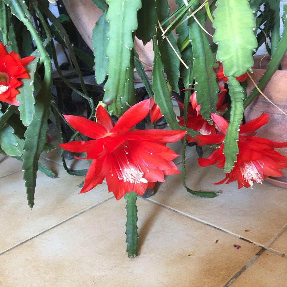 Red Epiphyllum Oxypetalum Flower Seeds Heirloom, Non-GMO, High Germination Seeds for Planting