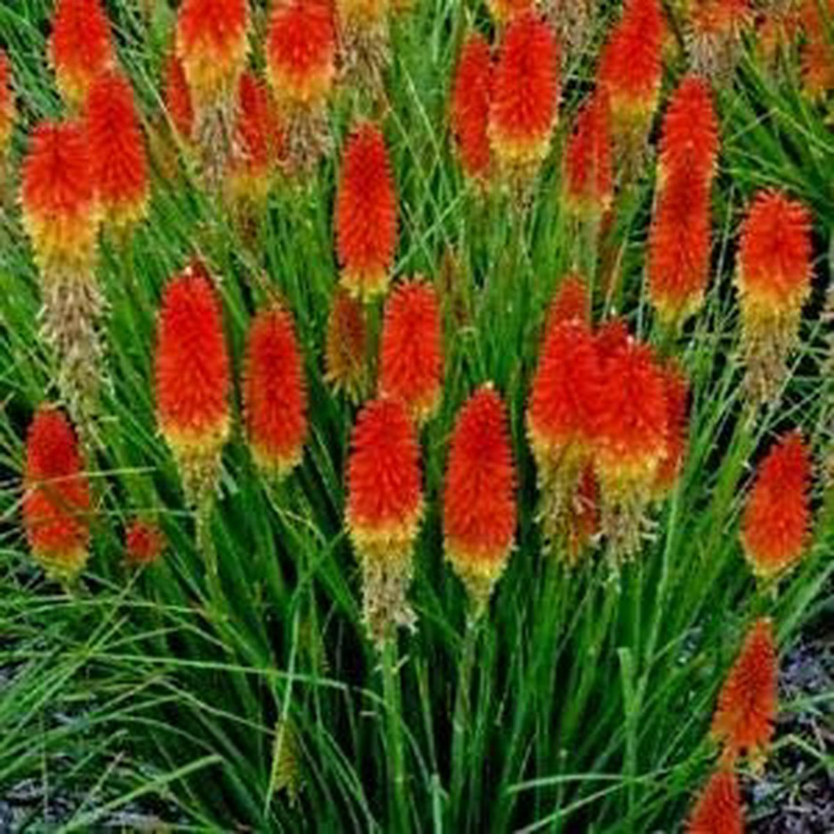 Red Kniphofia Flower seeds for Planting - Compact Growth, Heirloom & GMO Free Seeds for Home Garden