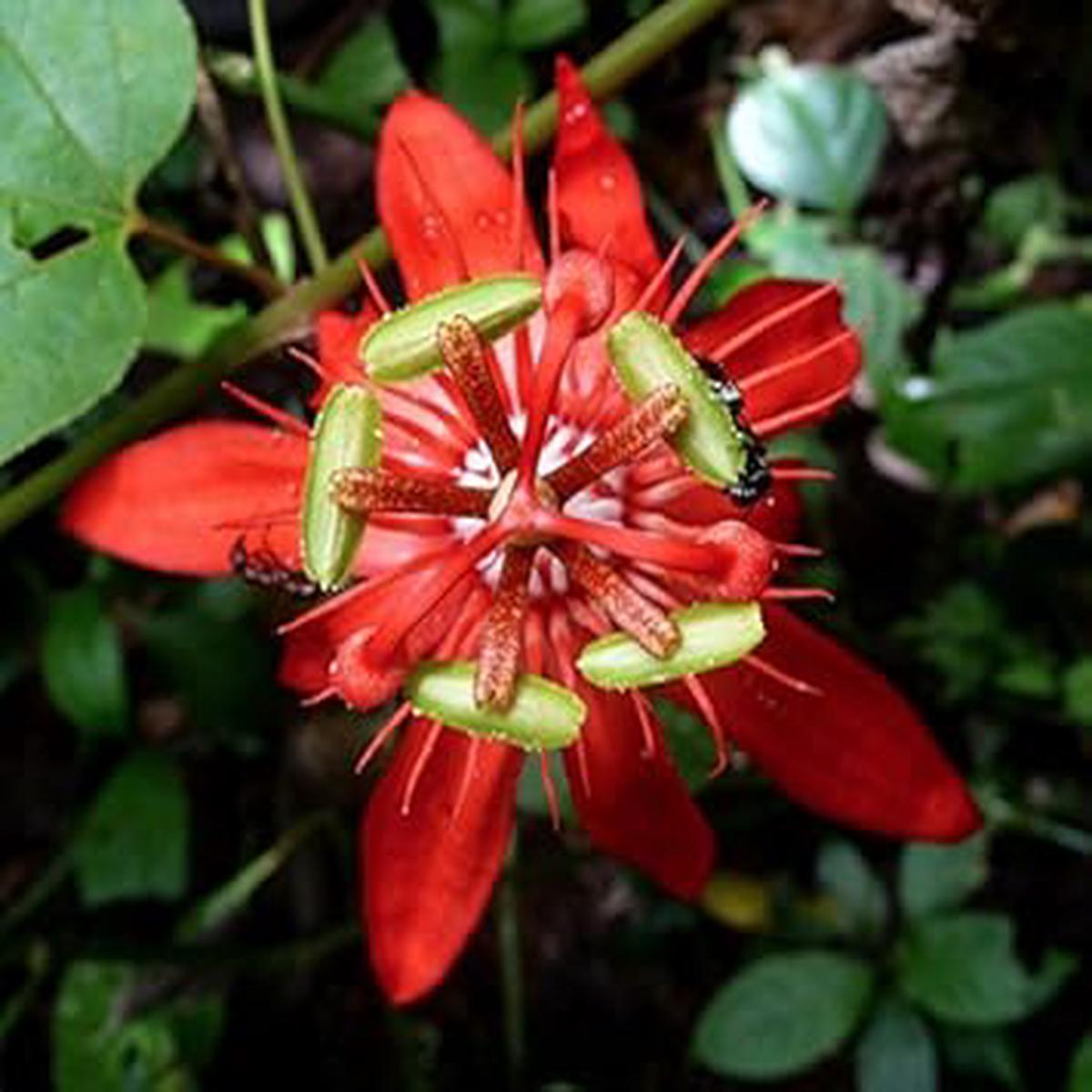 Red Passiflora Flower seeds for Planting - Long Bloom Season, Heirloom & GMO Free Seeds for Home Garden