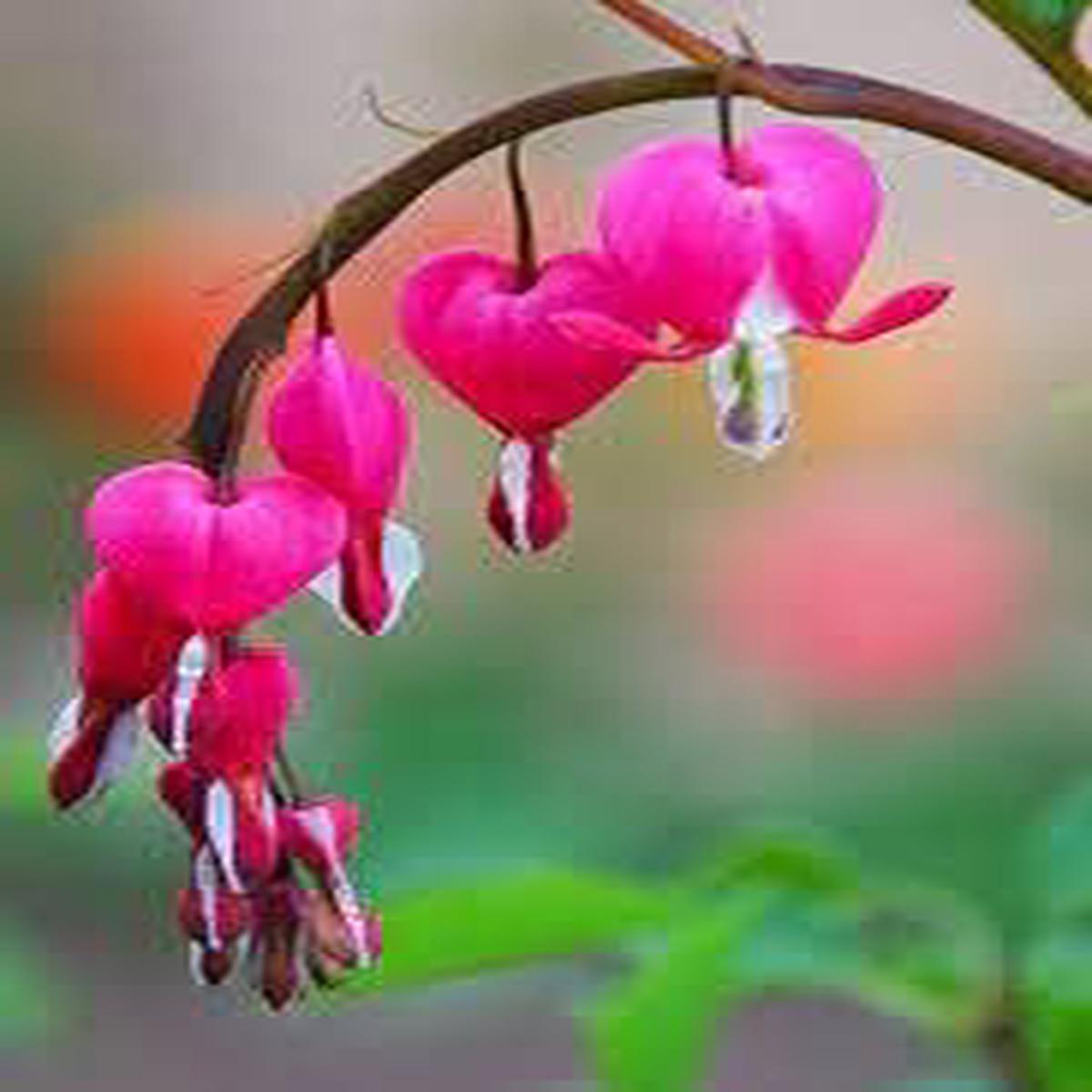 Rosa Bleeding Heart Flower - Heirloom, Non - Gmo Seeds