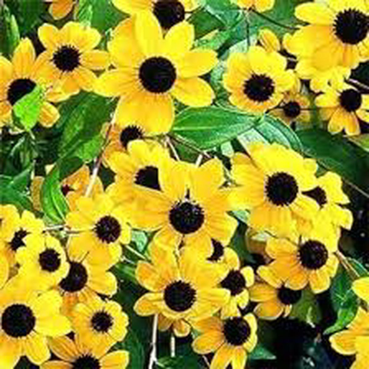 Rudbeckia Triloba Flower Seeds for Planting Heirloom, Non-GMO, High Germination Organic Garden Seeds