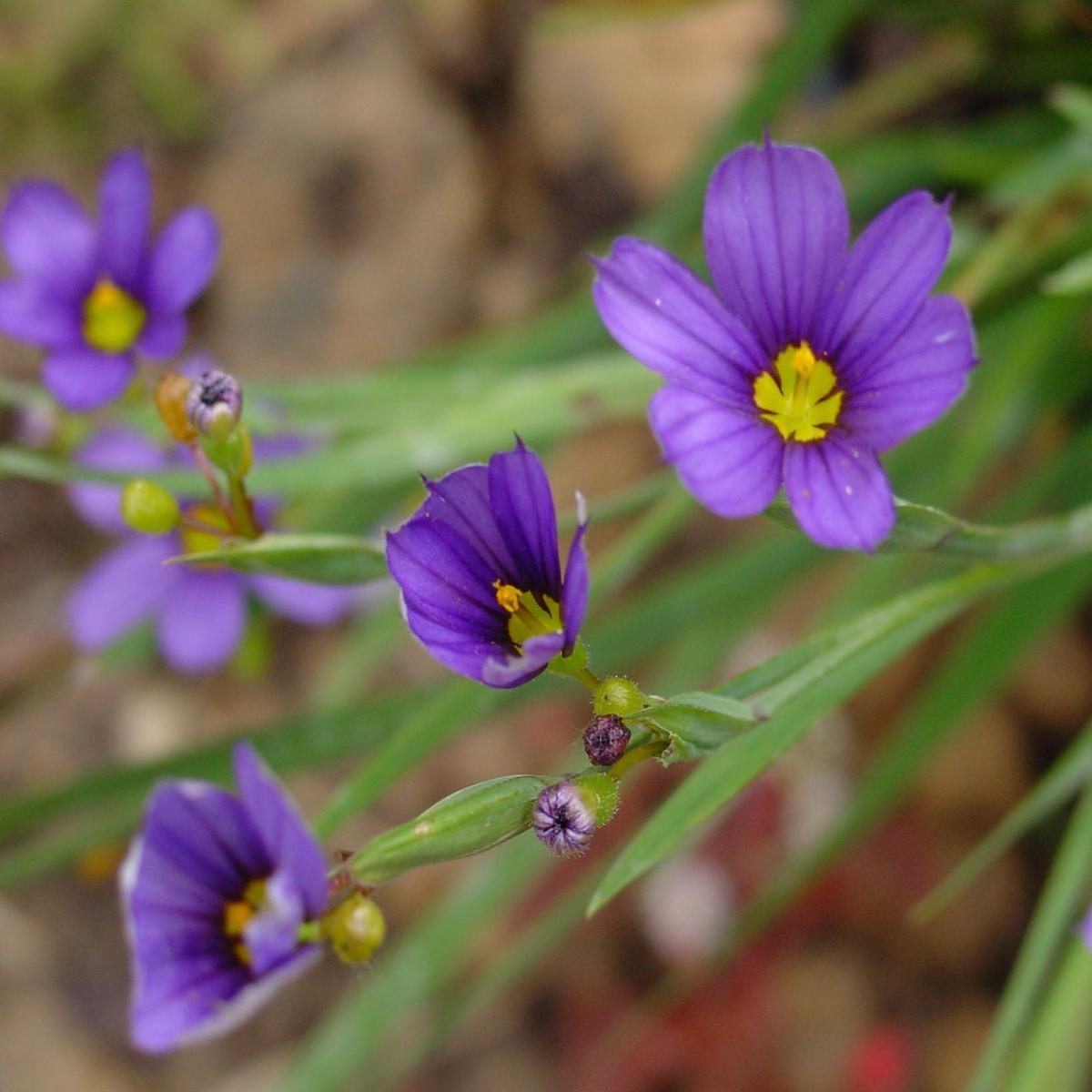 Sisyrinchium Flower Seeds for Planting Heirloom, Non-GMO, Low-Maintenance High Germination Seeds