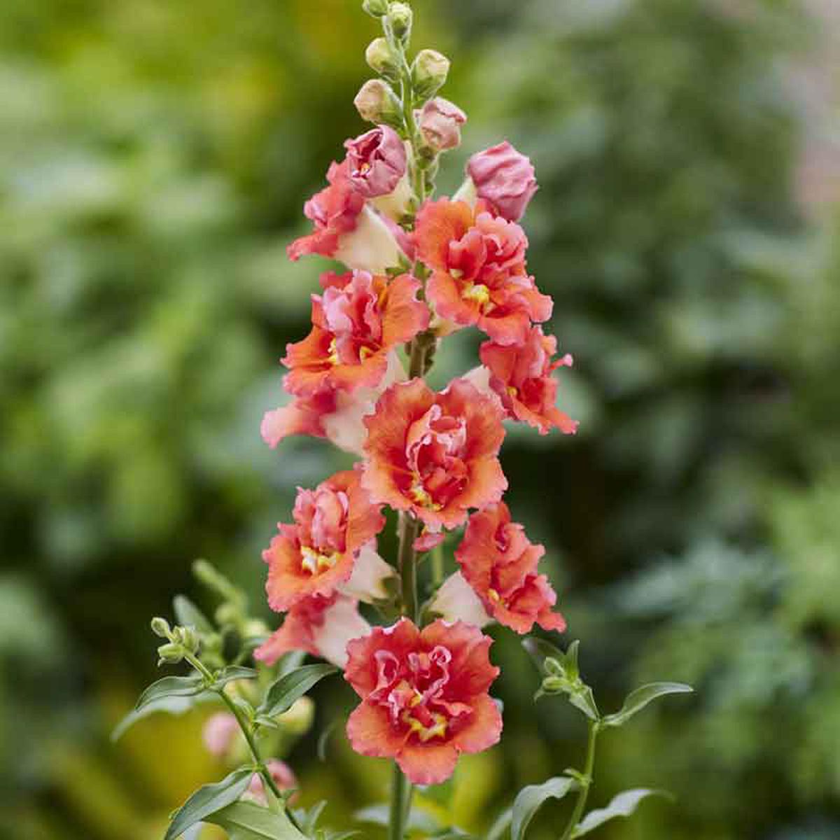 Snapdragon Seeds - DoubleShot Orange Bicolor