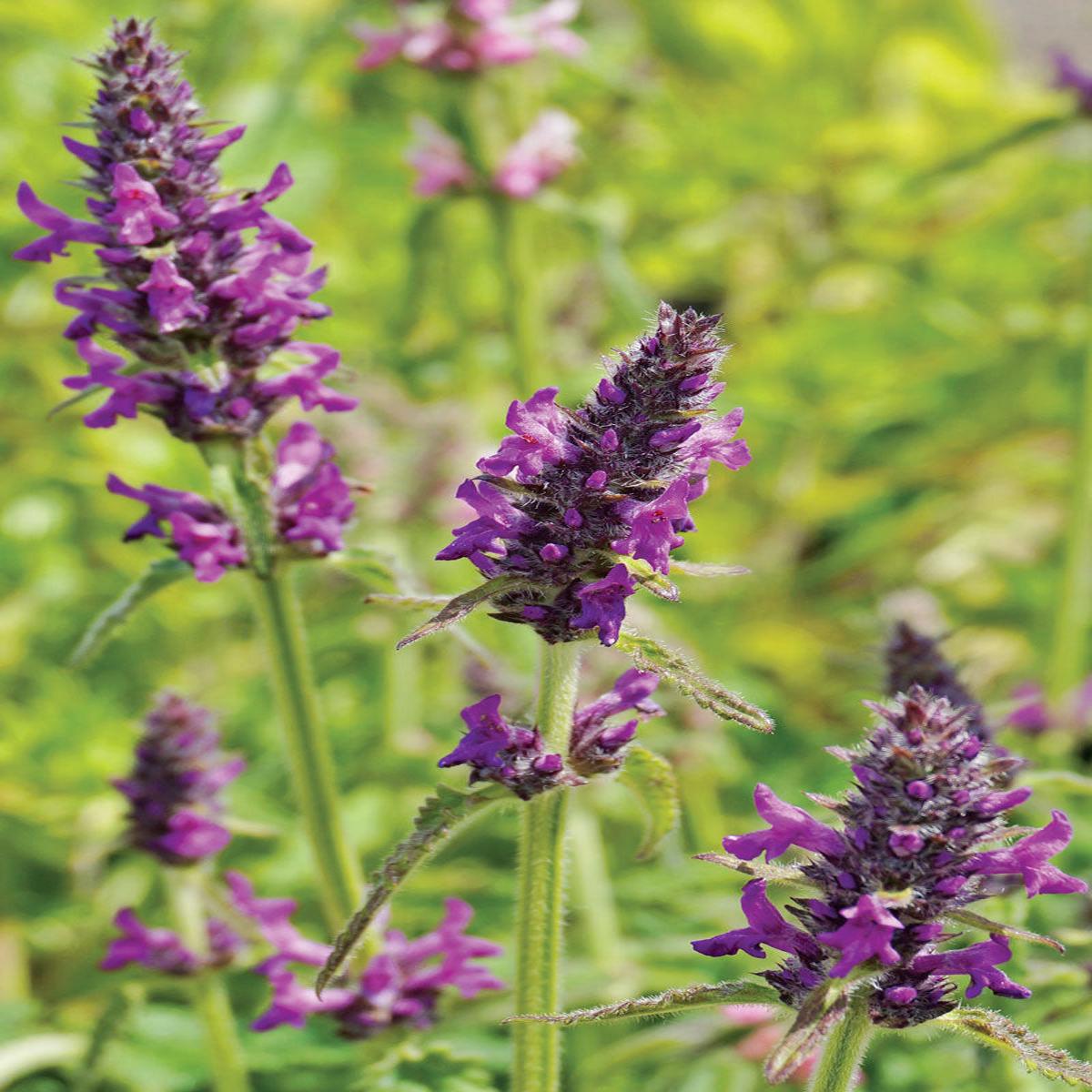 Stachys Flower seeds for Planting Vibrant Colors Heirloom & GMO Free Seeds for Home Garden