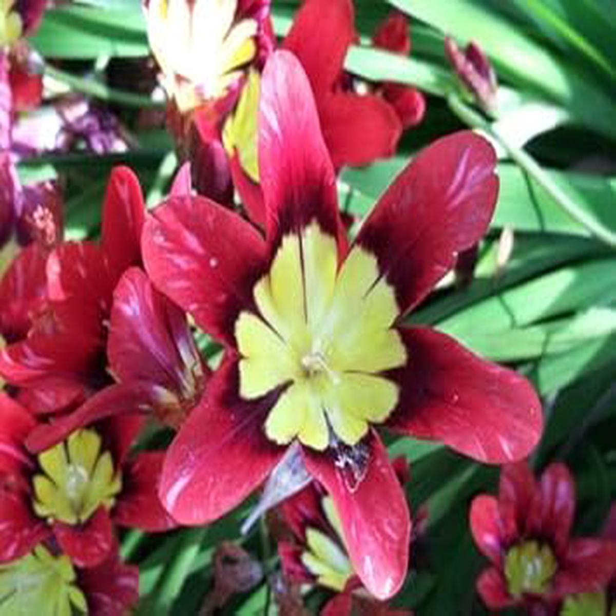 Thick Pink Sparaxis Flower Seeds for Planting - 100 pcs